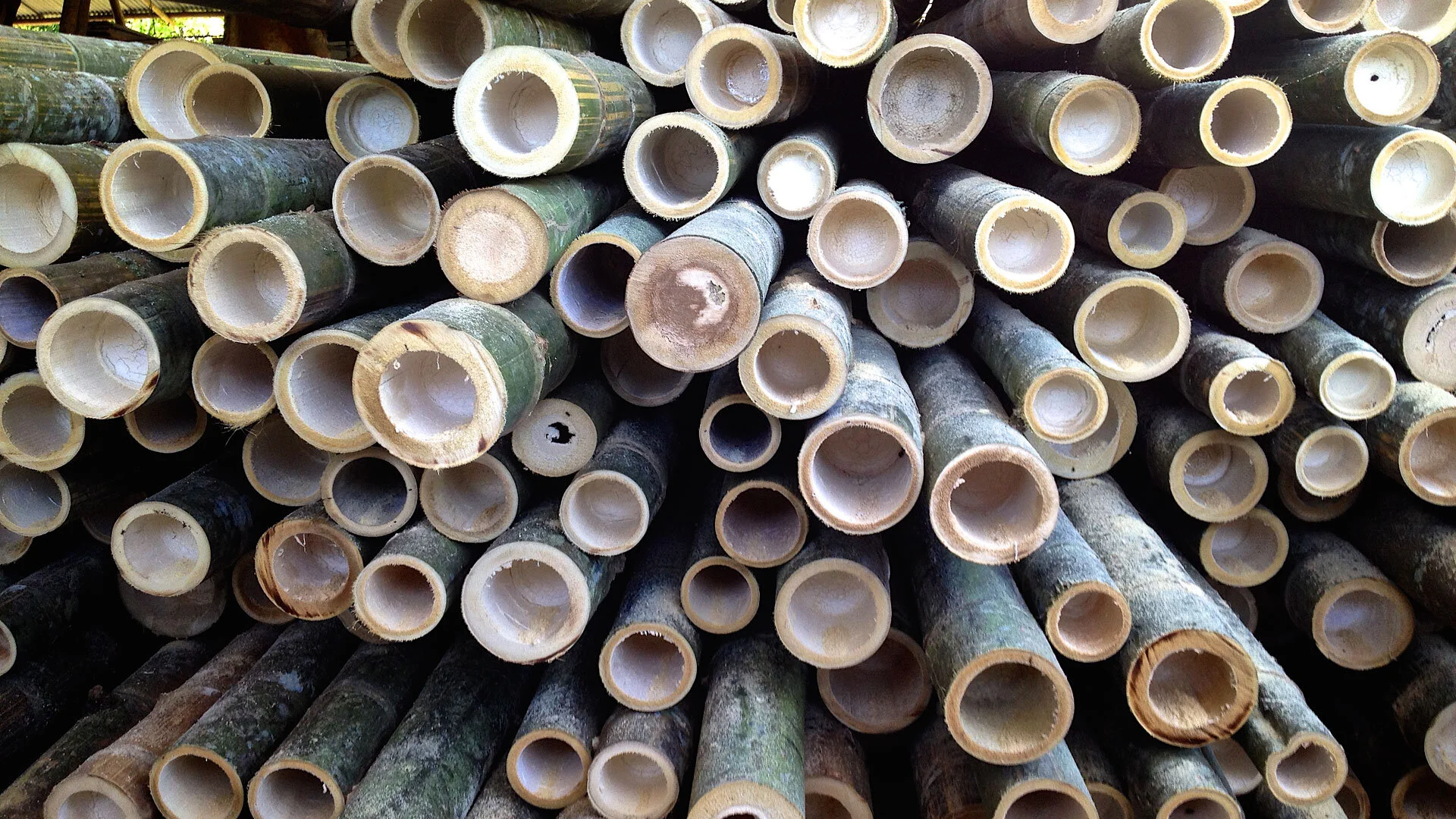 101 Edible Bamboo Species You Can Eat