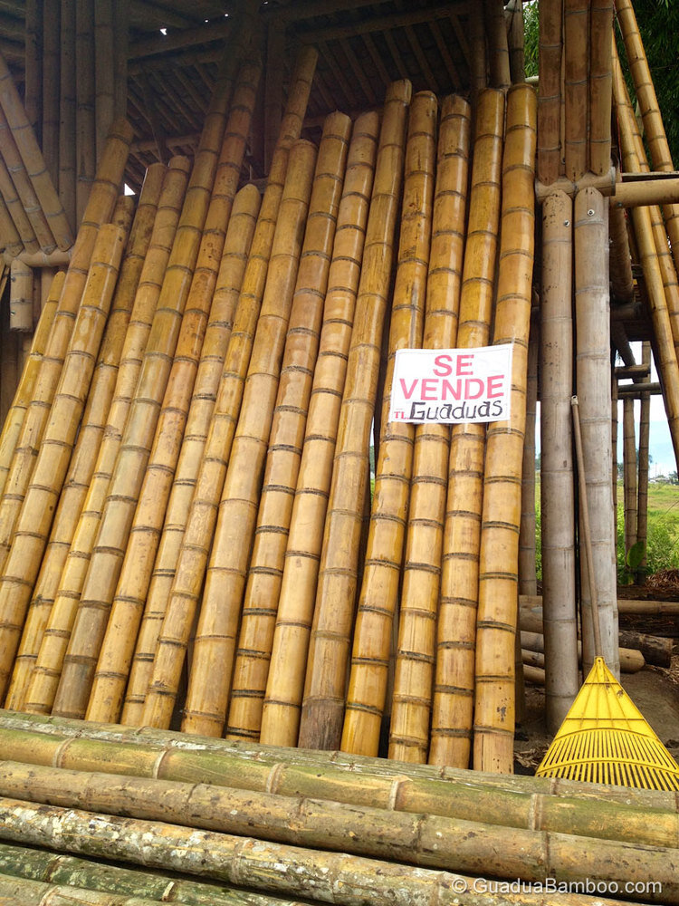 Durability Of Bamboo Guadua Bamboo
