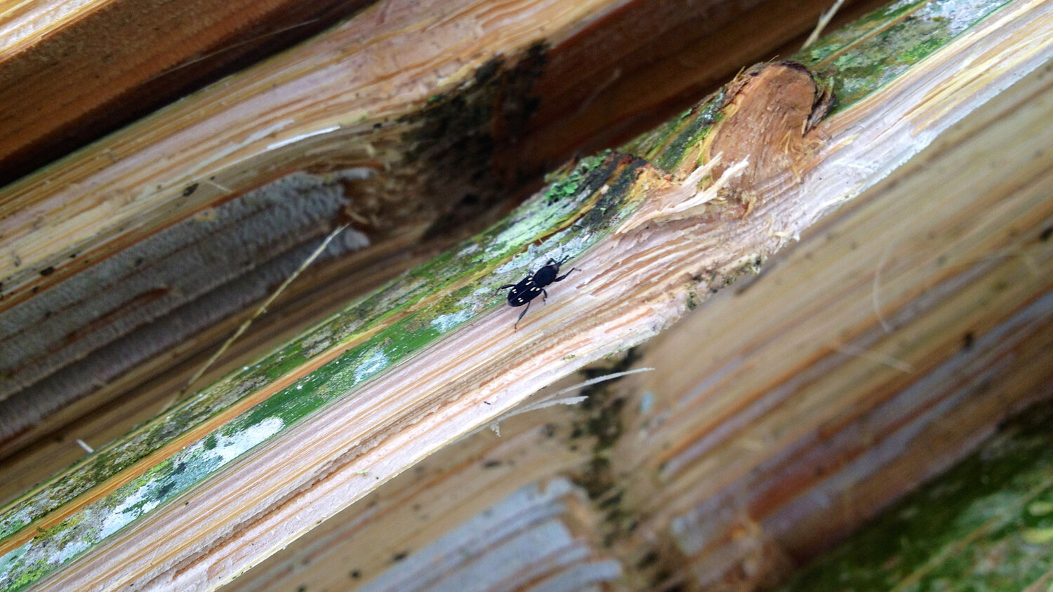 A close up of a bamboo stick with a bug crawling on it photo
