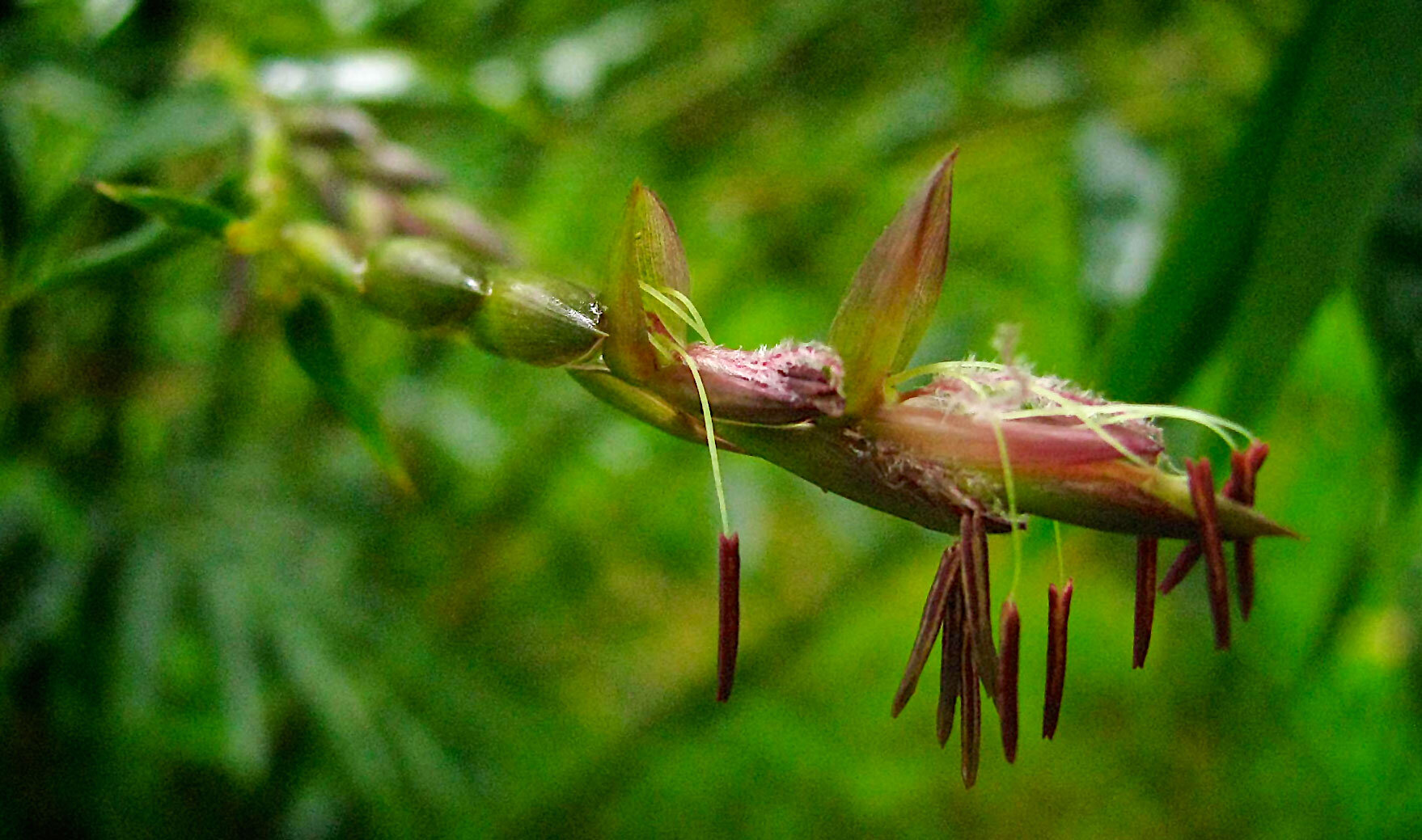 The Mysterious Flowering Cycles of Bamboo Plants