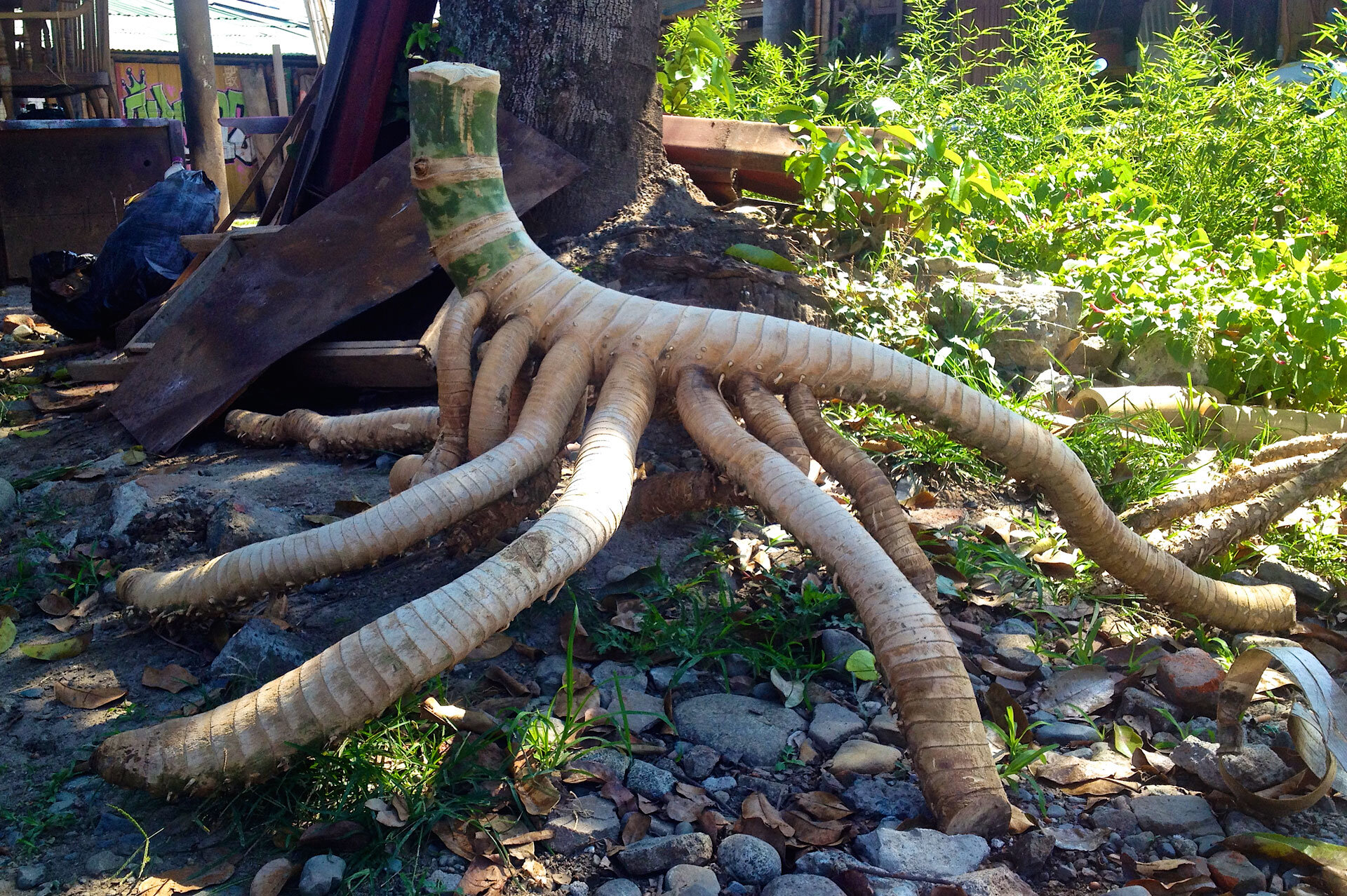 Bamboo Stem Anatomy — Guadua Bamboo