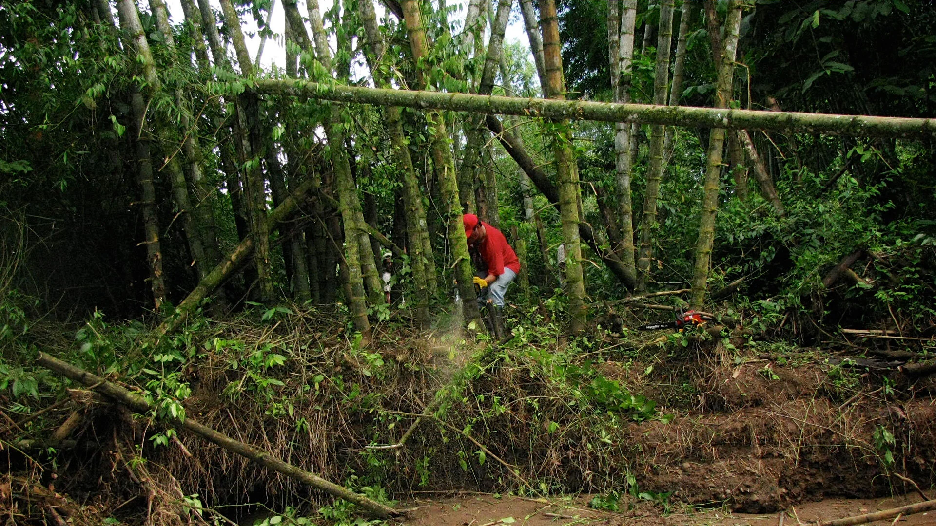 When and How to Harvest Bamboo — Guadua Bamboo