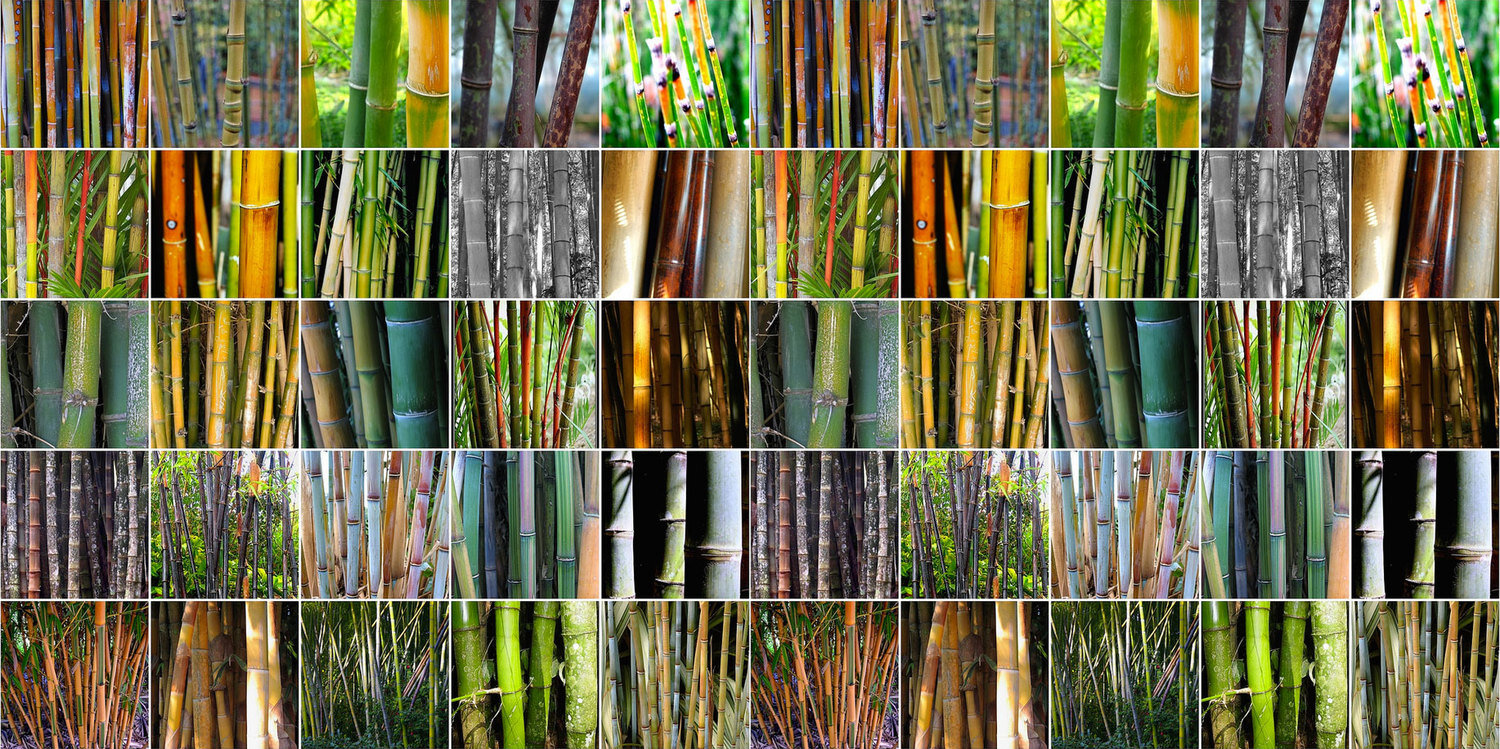 What Are The Different Applications Of Bamboo? - WorldAtlas