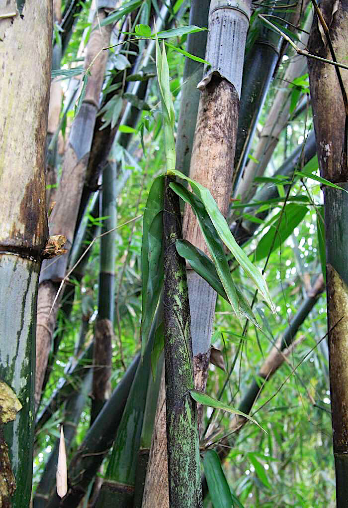 Gigantochloa apus   Guadua Bamboo 