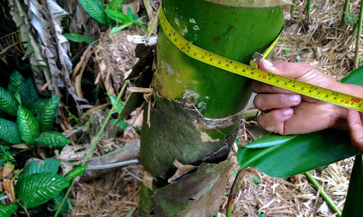 Bamboo Identification Made Easy: A Step By Step Guide