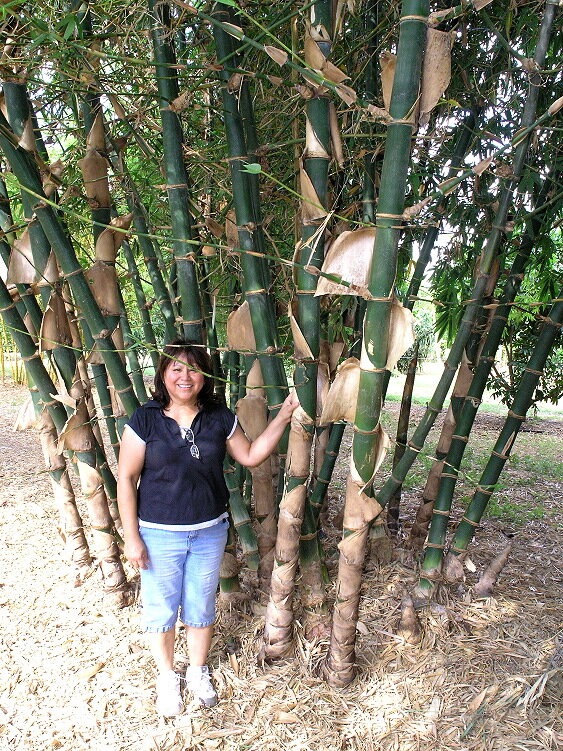 10 graines Bambusa balcooa Bhaluka bambou