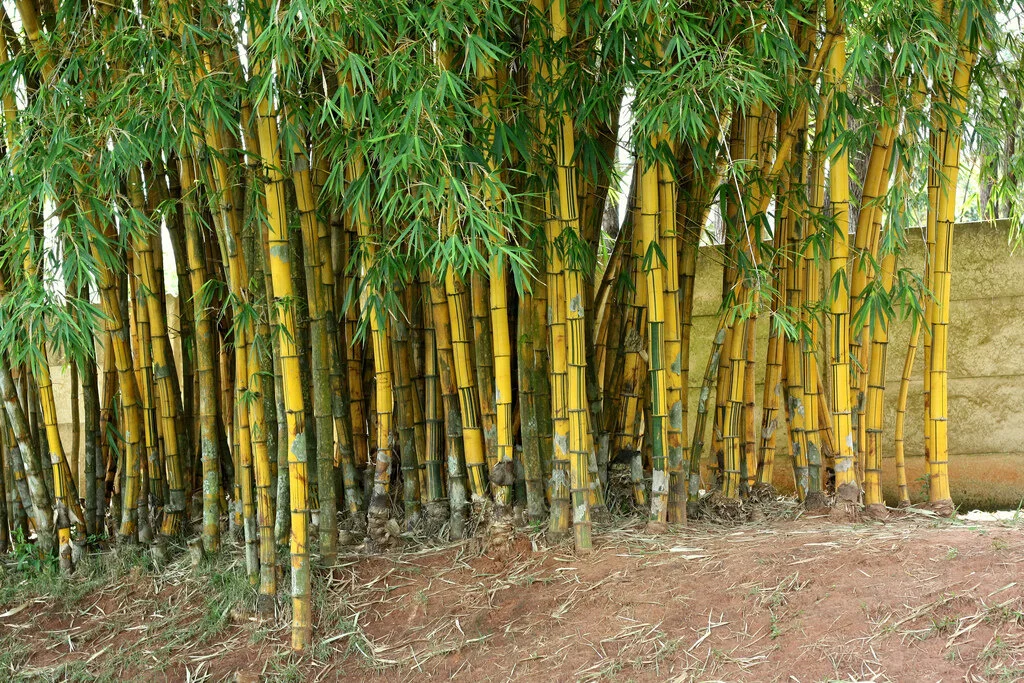 Bambusa vulgaris 'Vittata' — Guadua Bamboo