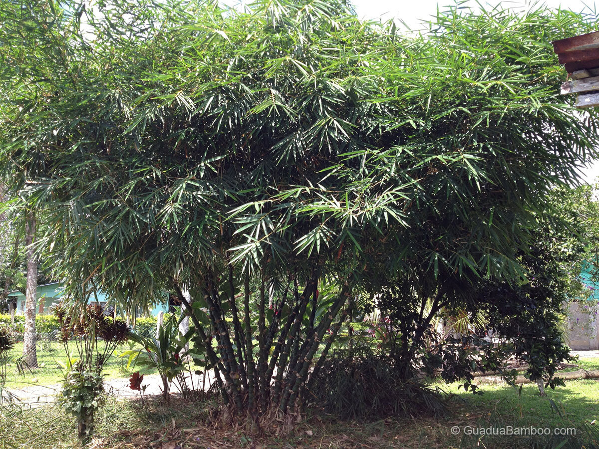dwarf bamboo species for indoor gardening