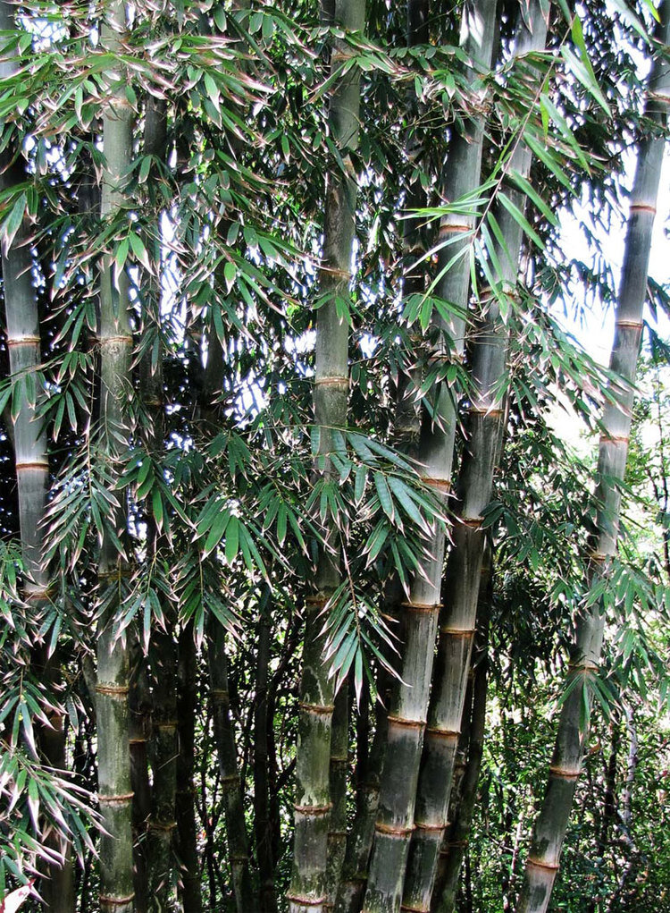 bambou de Calcutta 250 graines de Dendrocalamus strictus,bambou mâle Asklepios-seeds® 