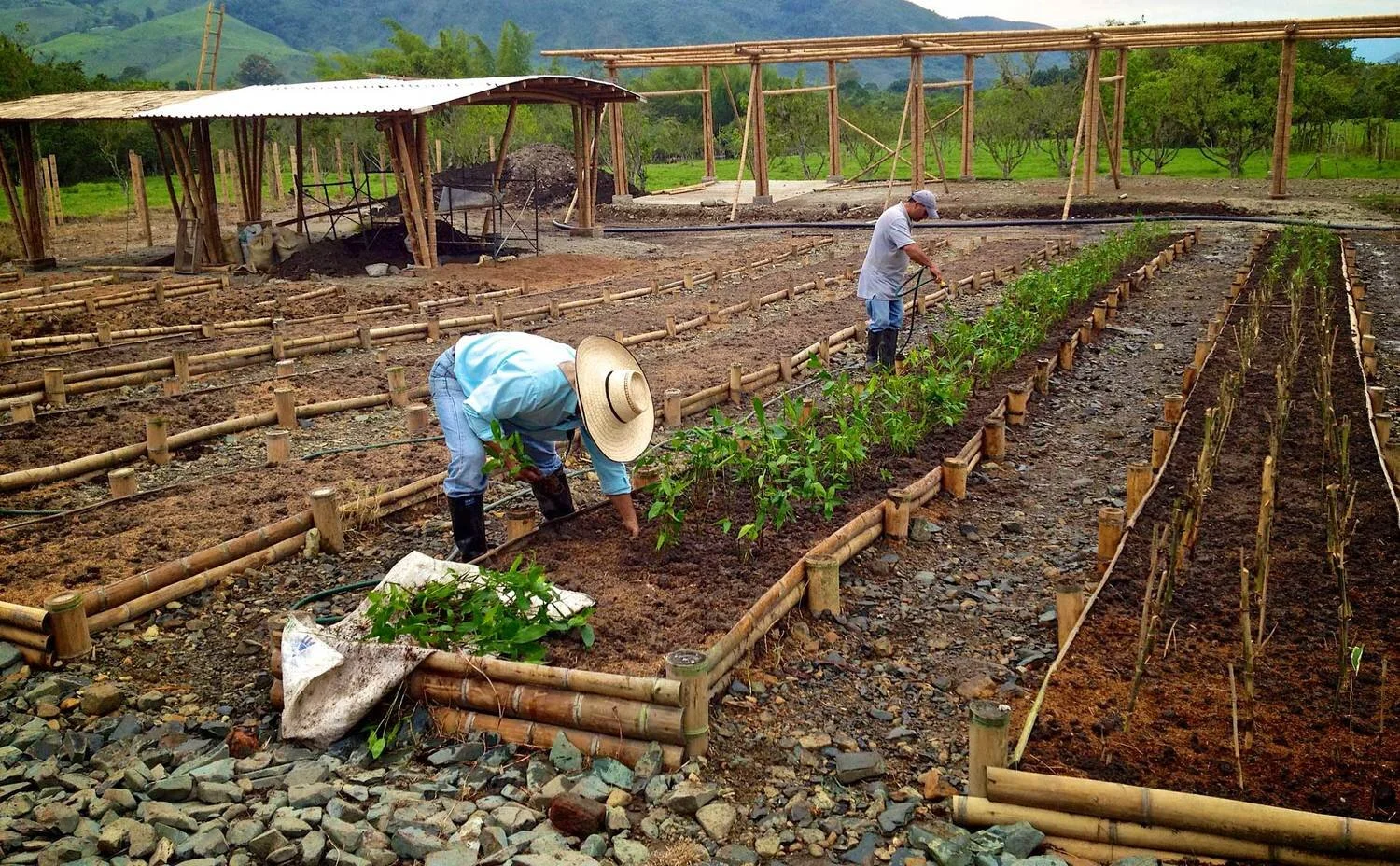 Bamboo Cultivation — Guadua Bamboo