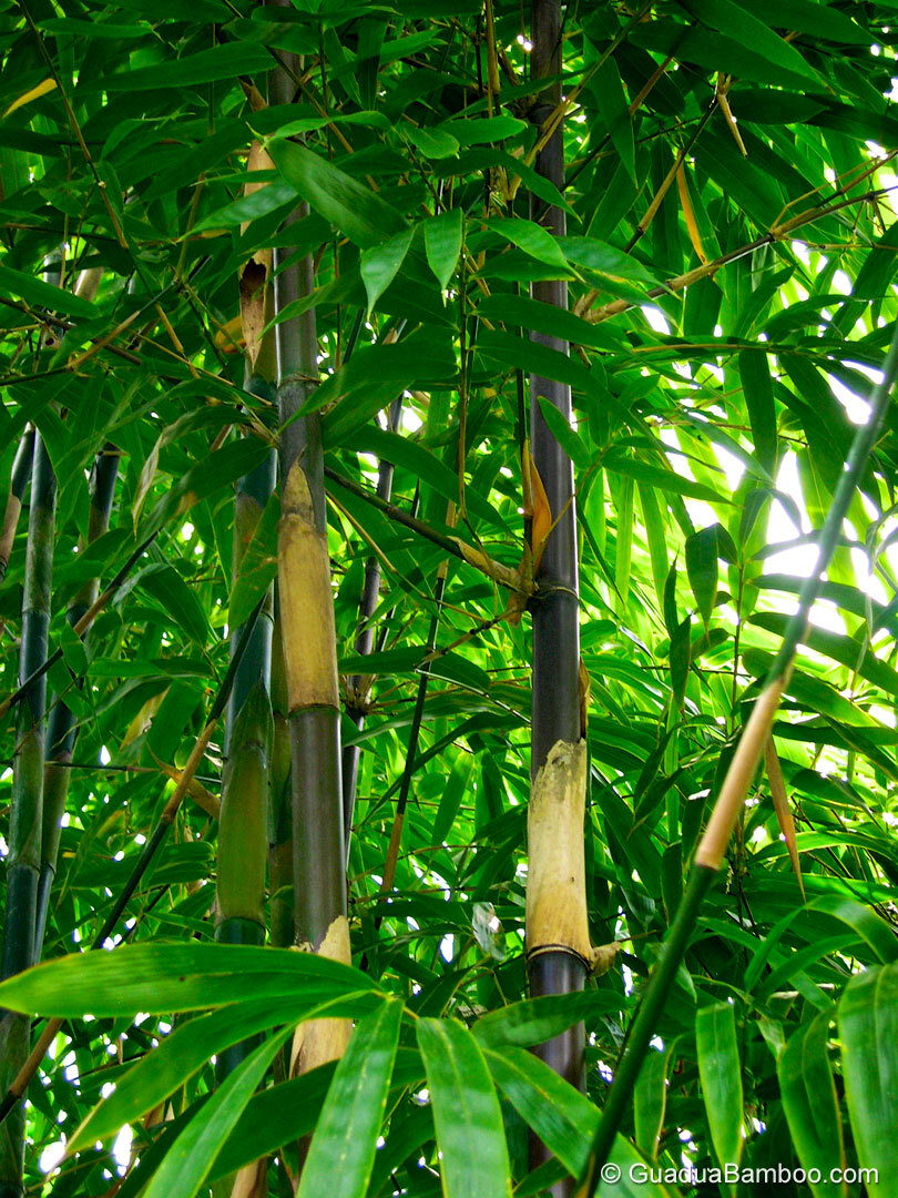 Bambusa lako - Timor Black Bamboo