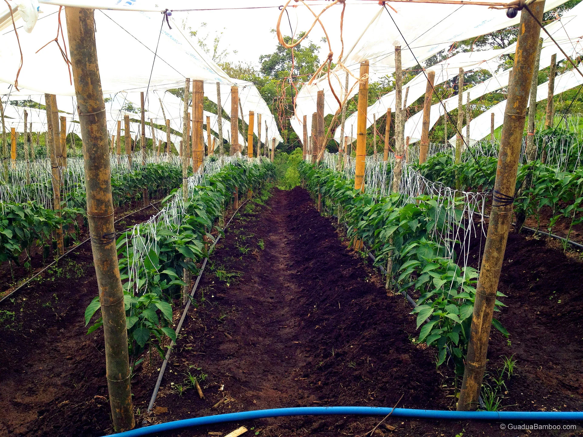 picture Bamboo Sticks For Plant Support India bamboo plant support sticks guadua