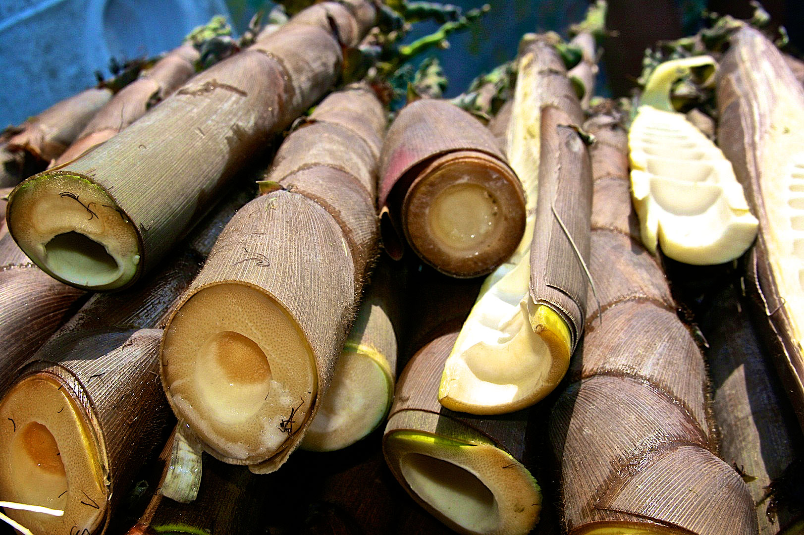 101 Edible Bamboo Species You Can Eat