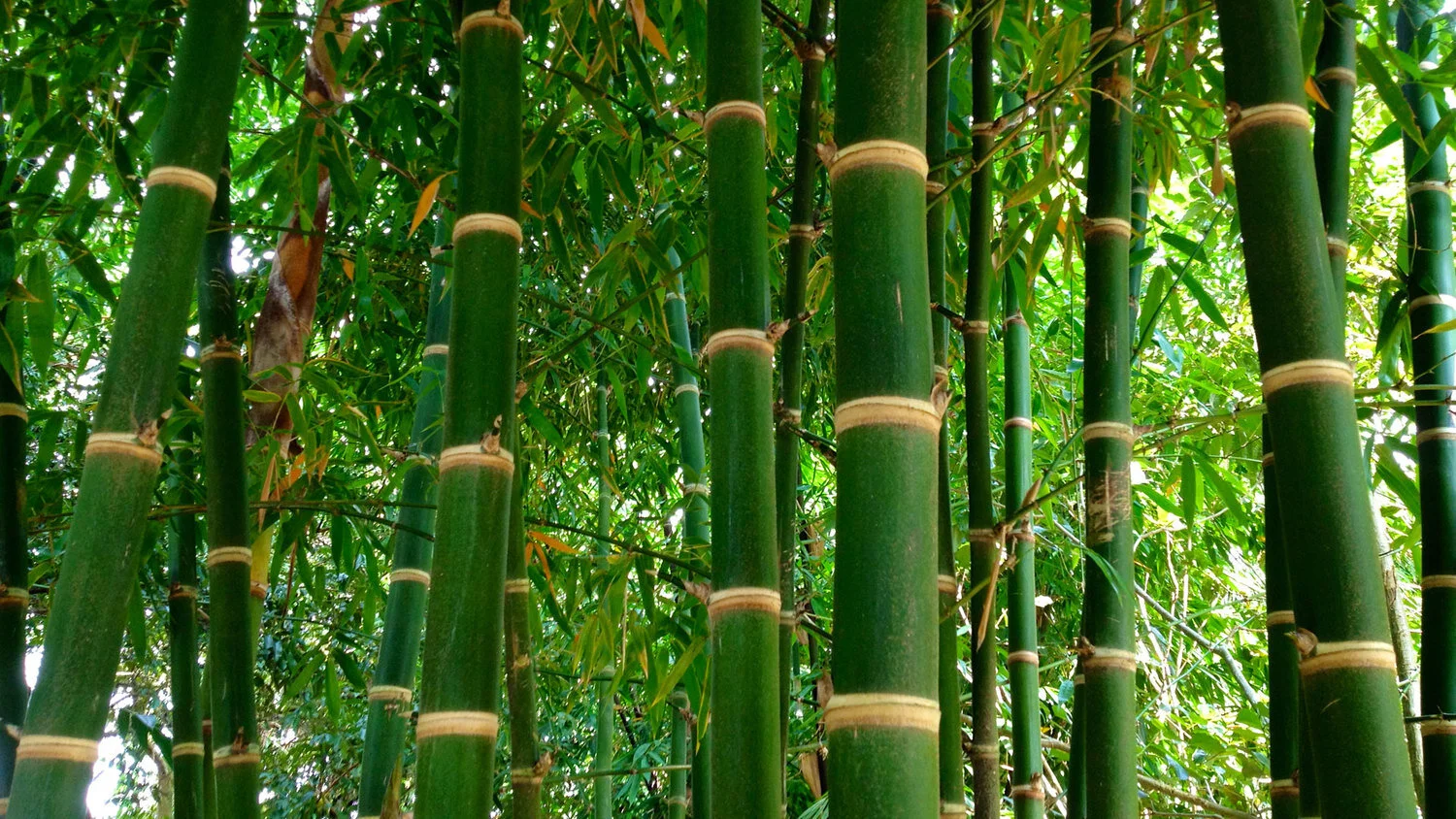 green bamboo just eat