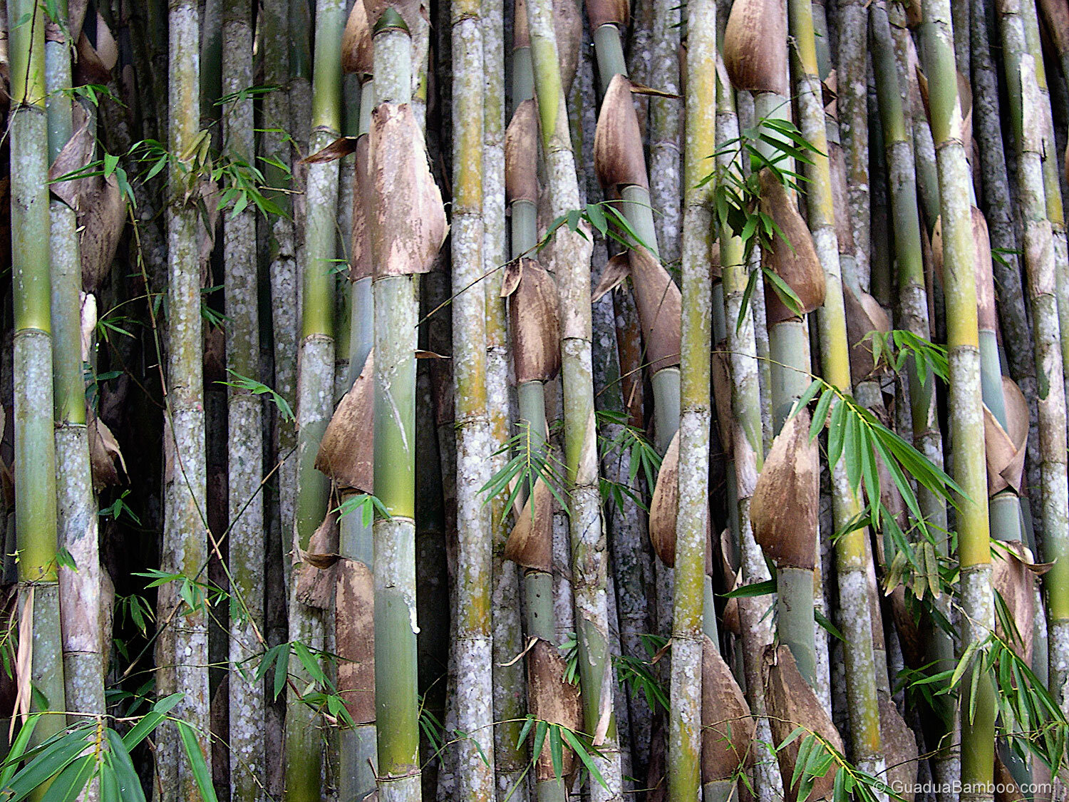 The best bamboo species for poles - Bambu Batu