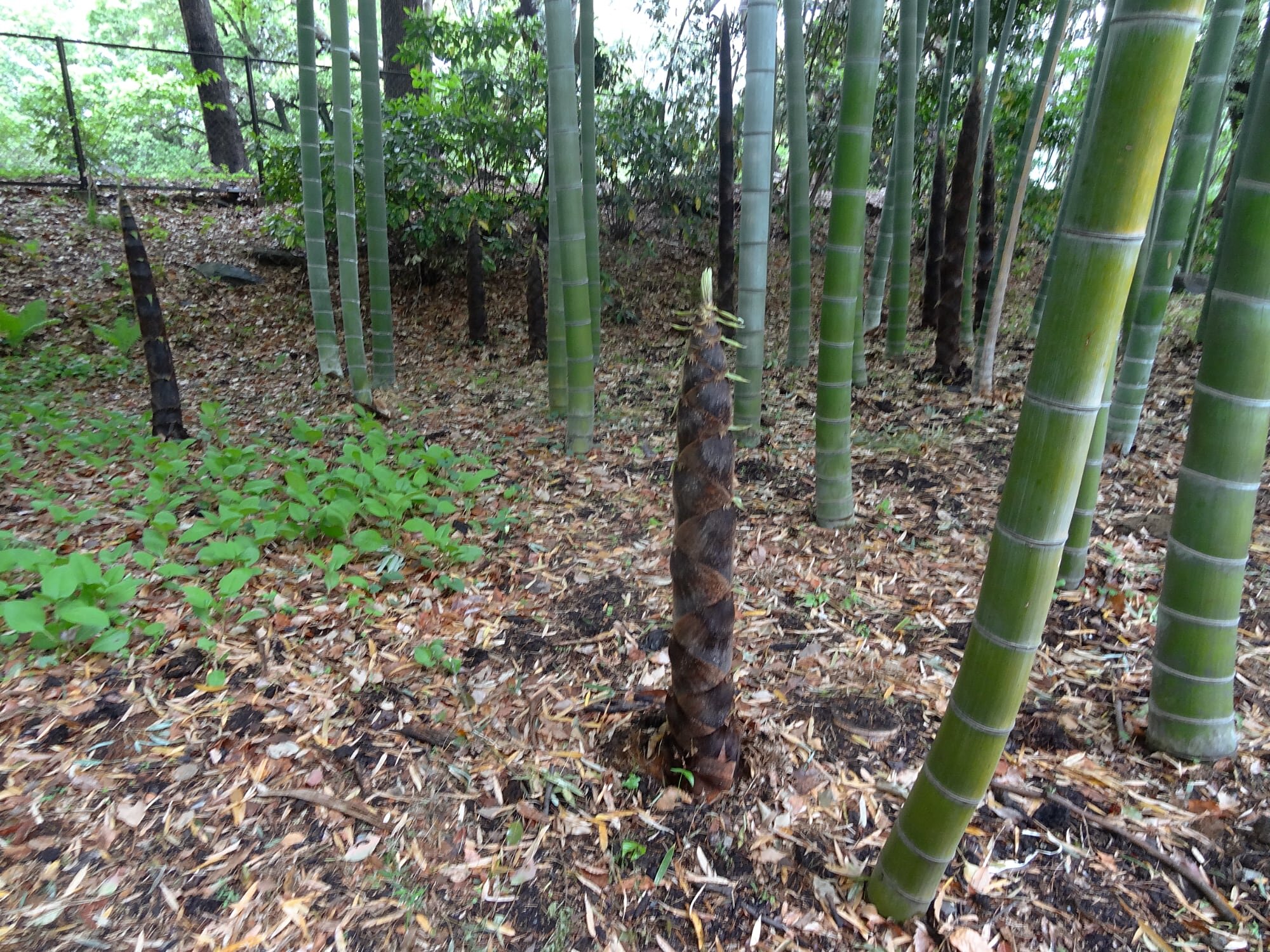 1 Pianta  Piantina 10cm Bambù GIGANTE MOSO bamboo Phyllostachys Edulis Pubescens