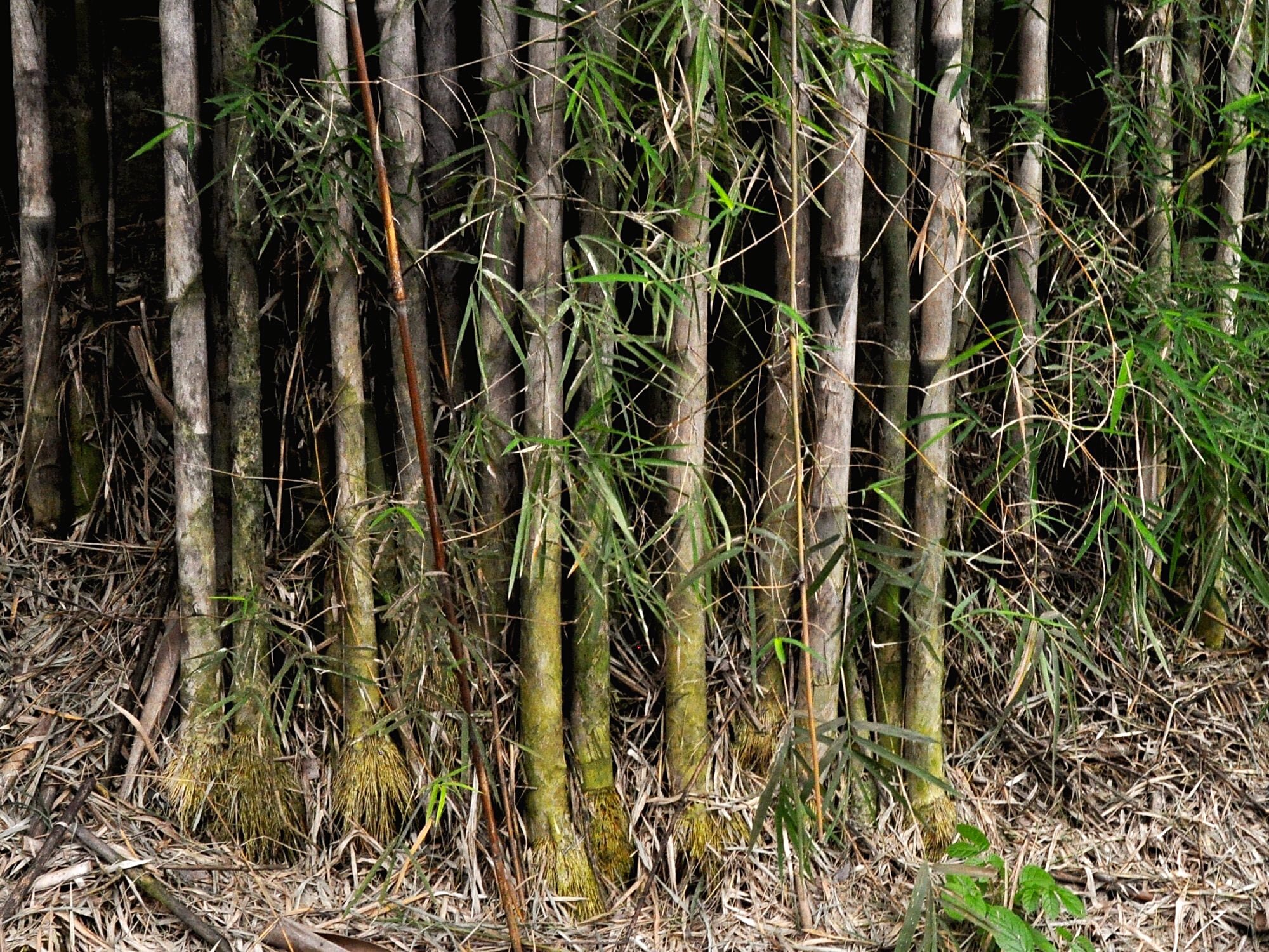 10 seeds bamboo Thyrsostachys siamensis ไผ่รวก Bambusa siamensis 