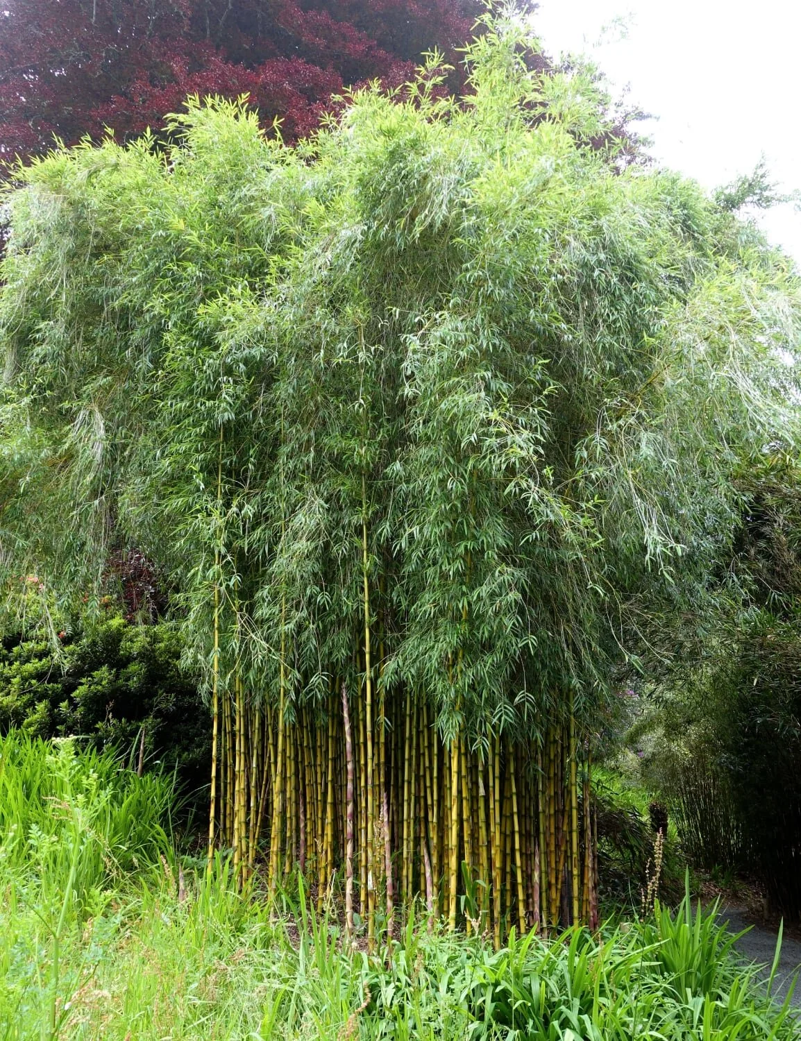 Chusquea gigantea 1 Chusquea gigantea | Courtesy: Daderot