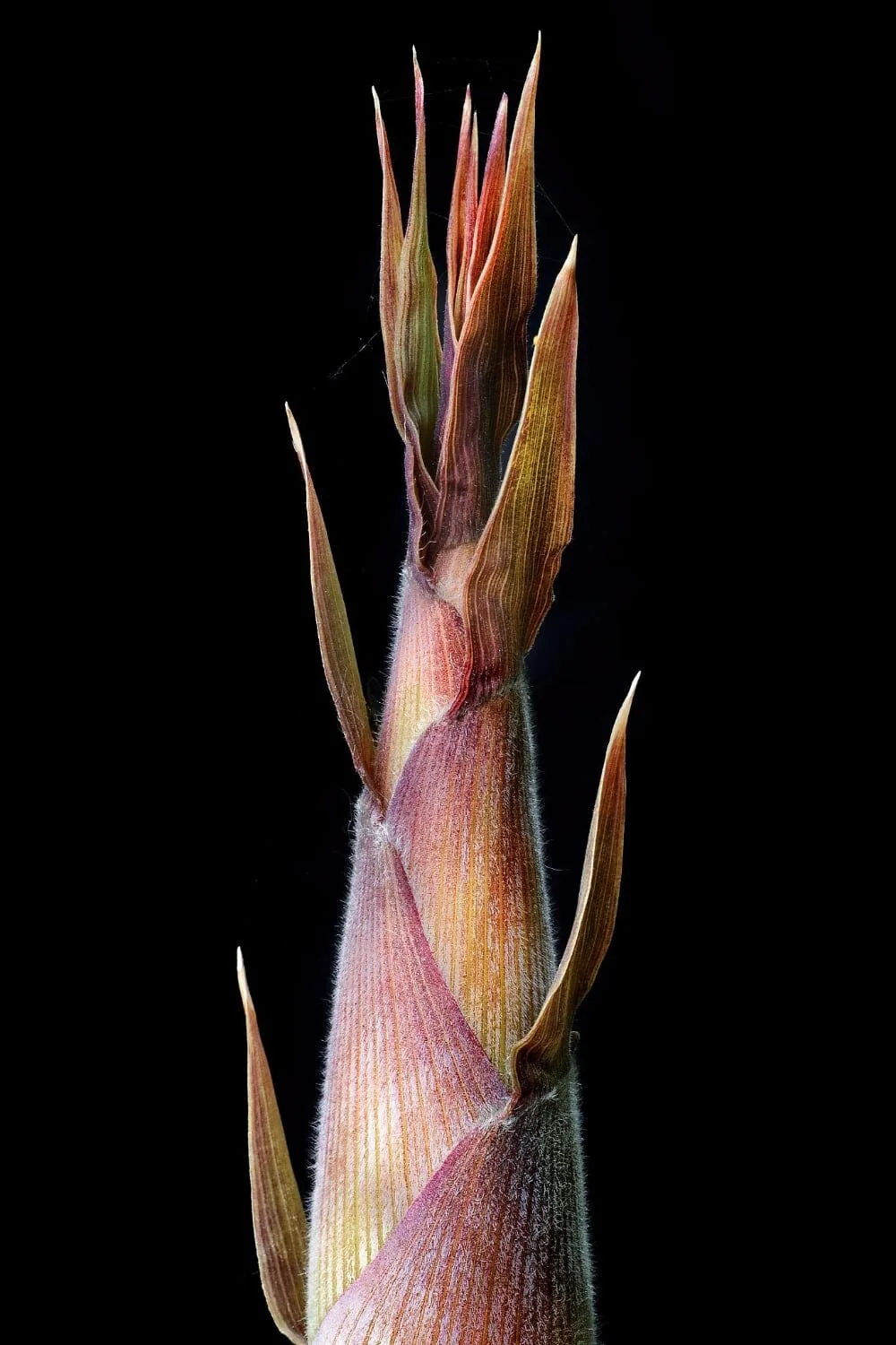 Chusquea gigantea 5 Chusquea gigantea