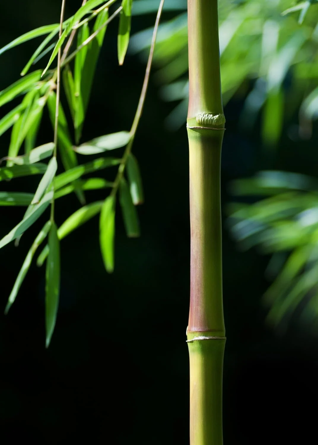 Chusquea gigantea 7 Chusquea gigantea