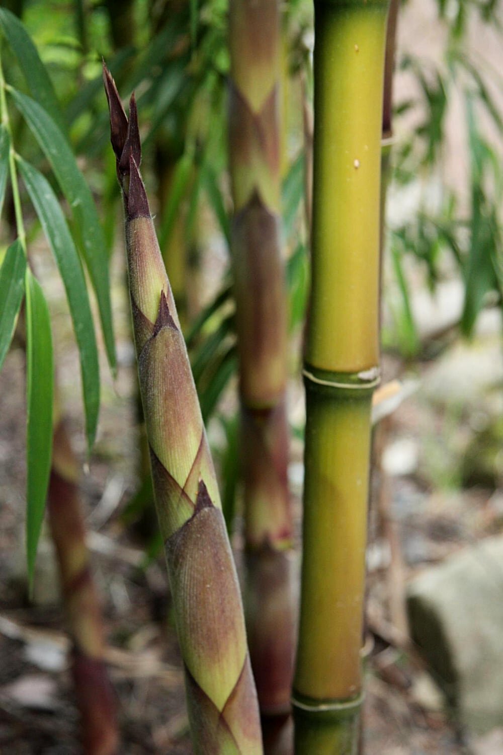 Chusquea gigantea 6 Chusquea gigantea