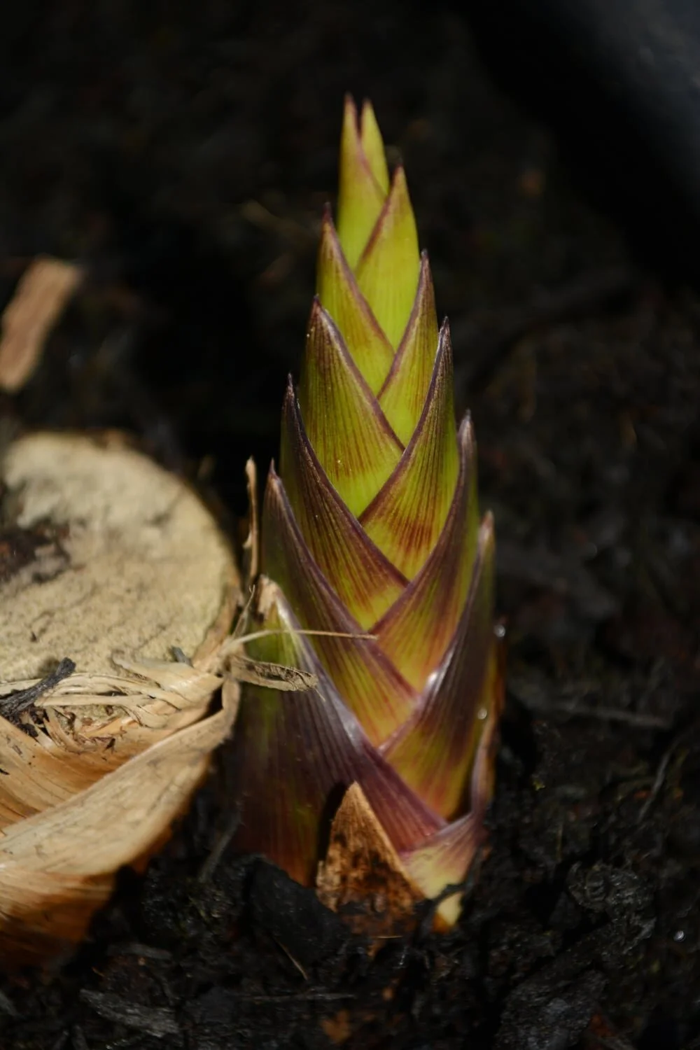 Chusquea gigantea 4 Chusquea gigantea