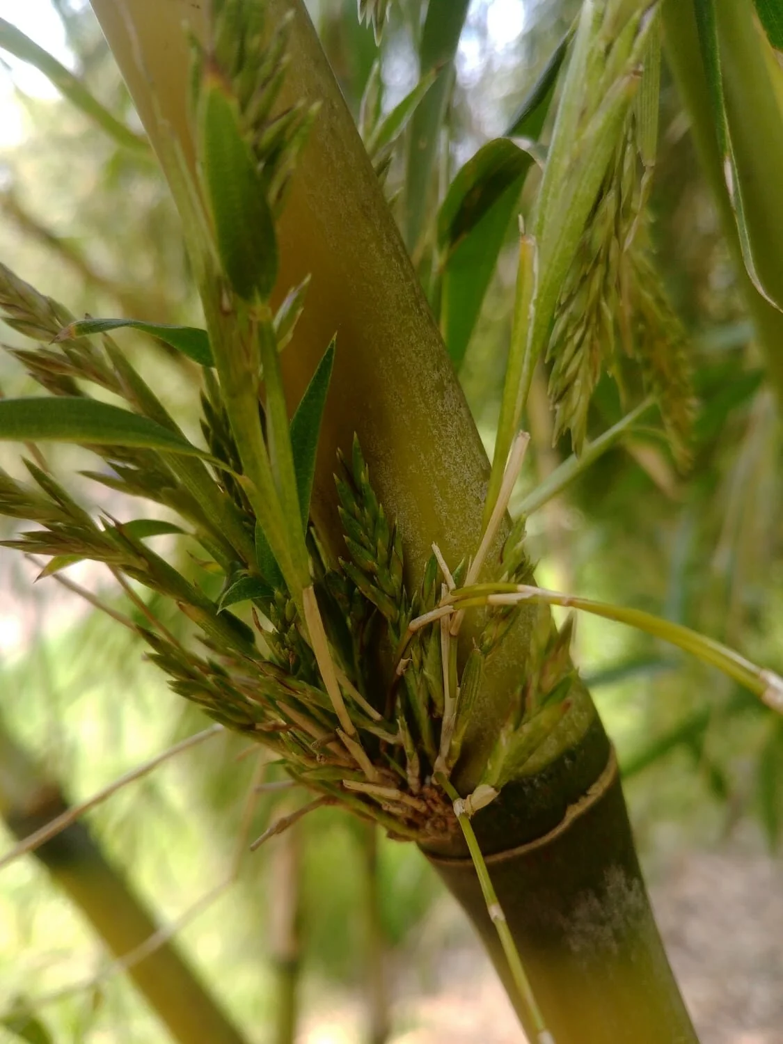 Chusquea gigantea 9 Chusquea gigantea