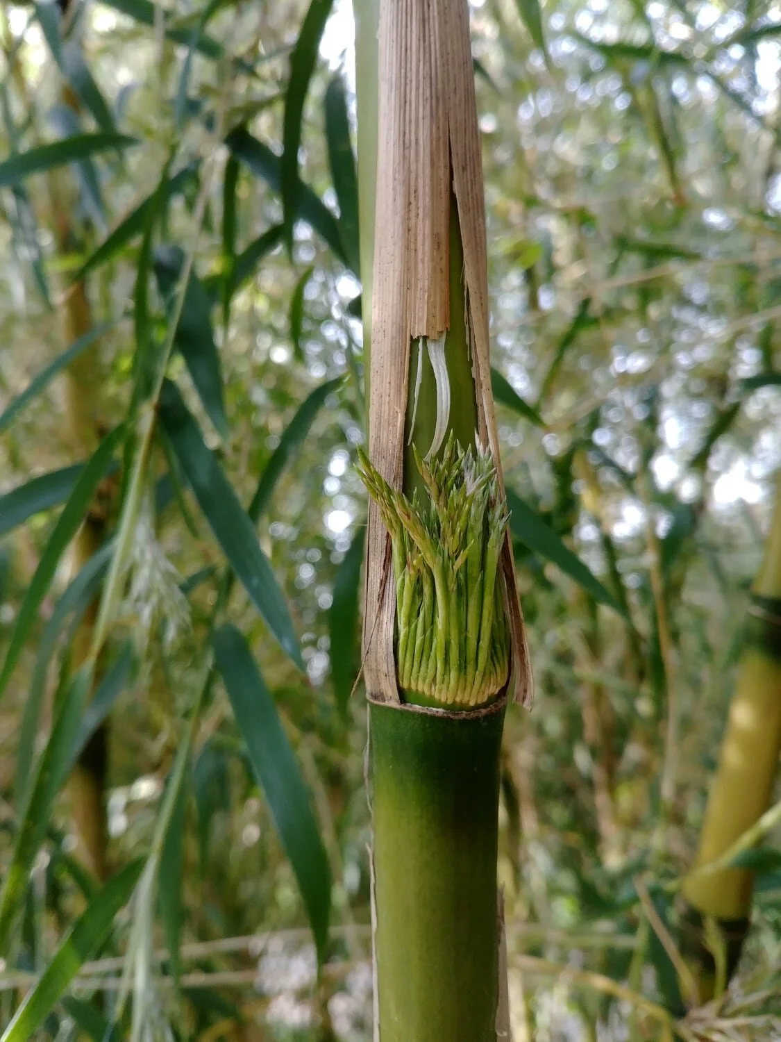 Chusquea gigantea 8 Chusquea gigantea