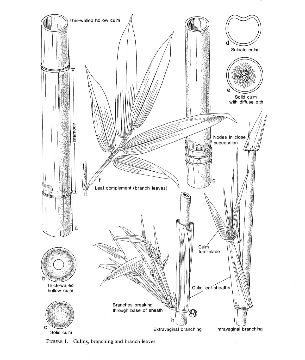 Bamboo Identification Made Easy: A Step By Step Guide