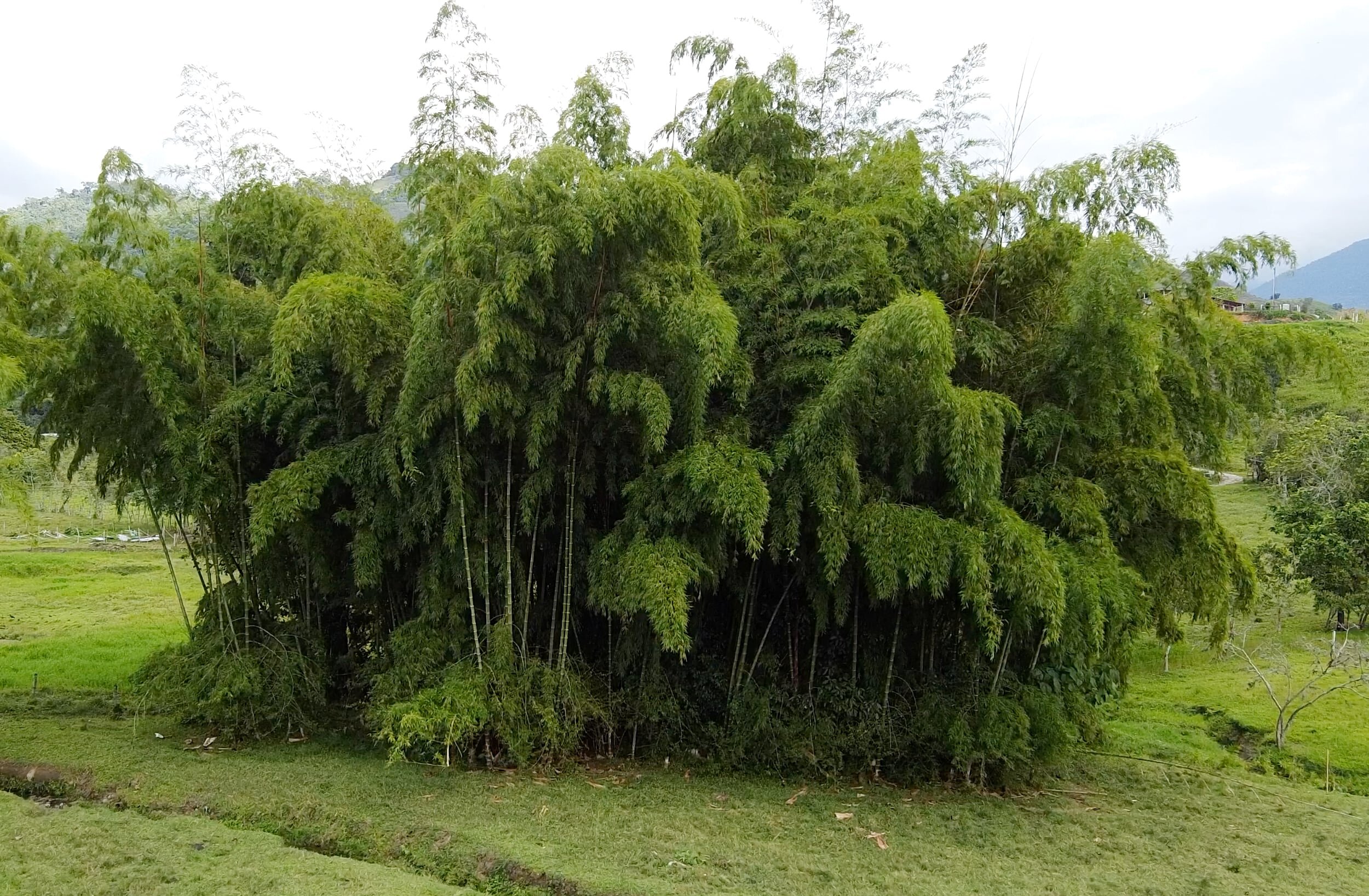 Guadua angustifolia丛