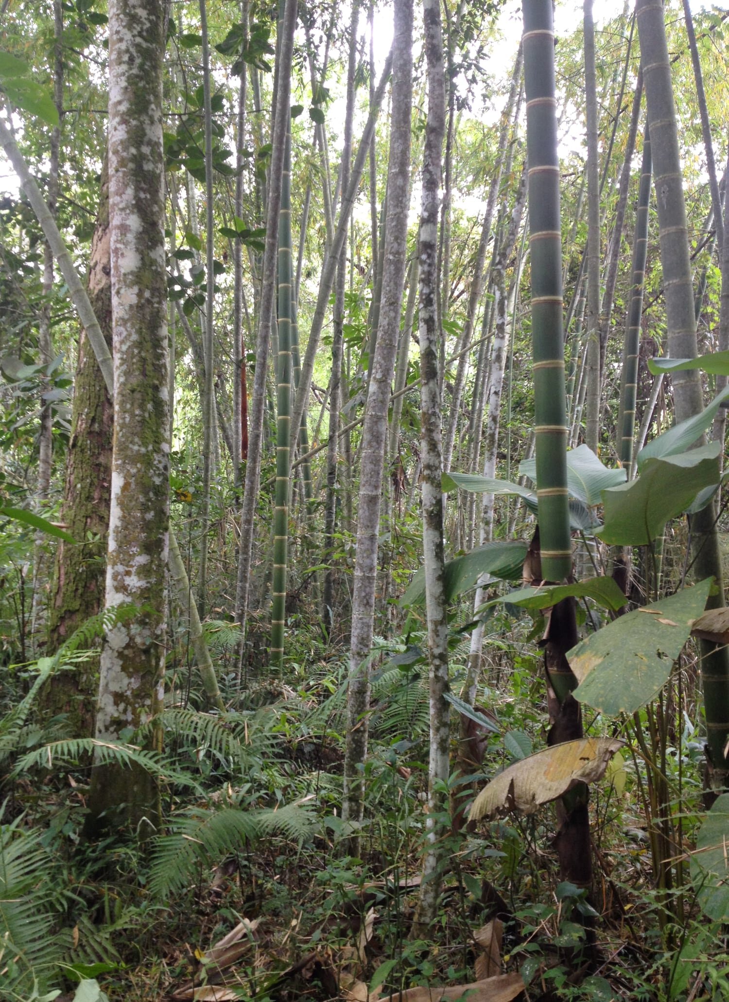 Is Bamboo a Tree? Science vs Politics