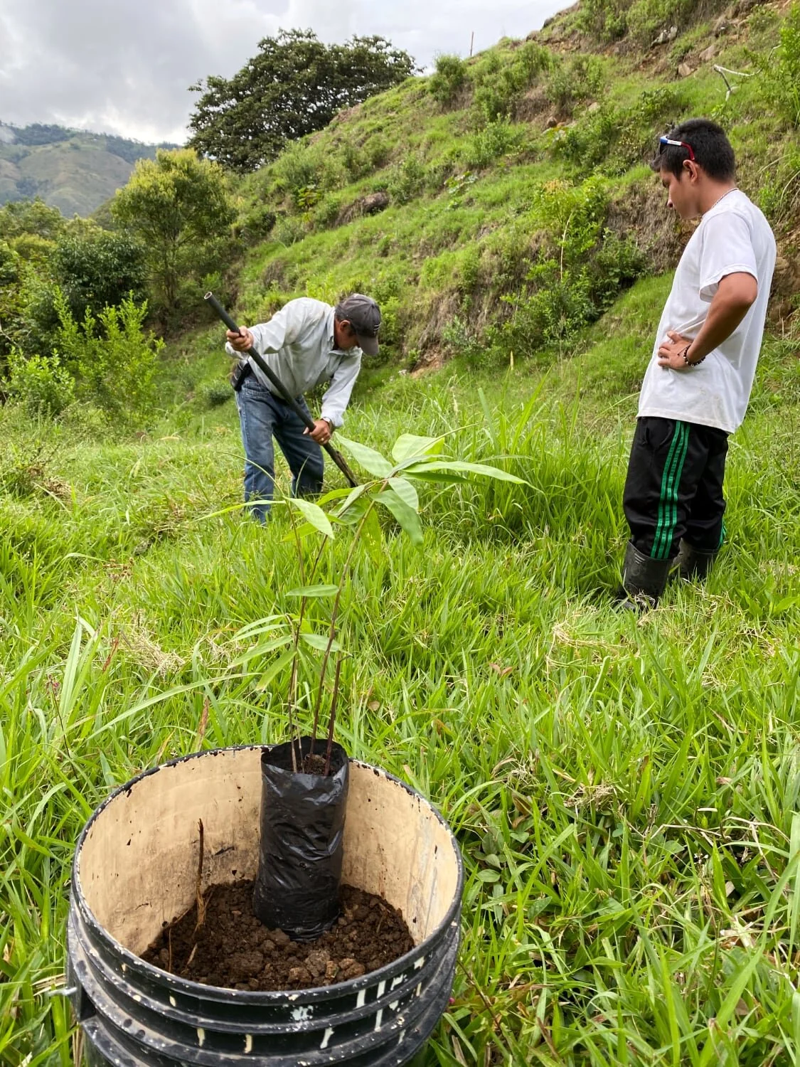 Dendrocalamus sinicus - ID#00001