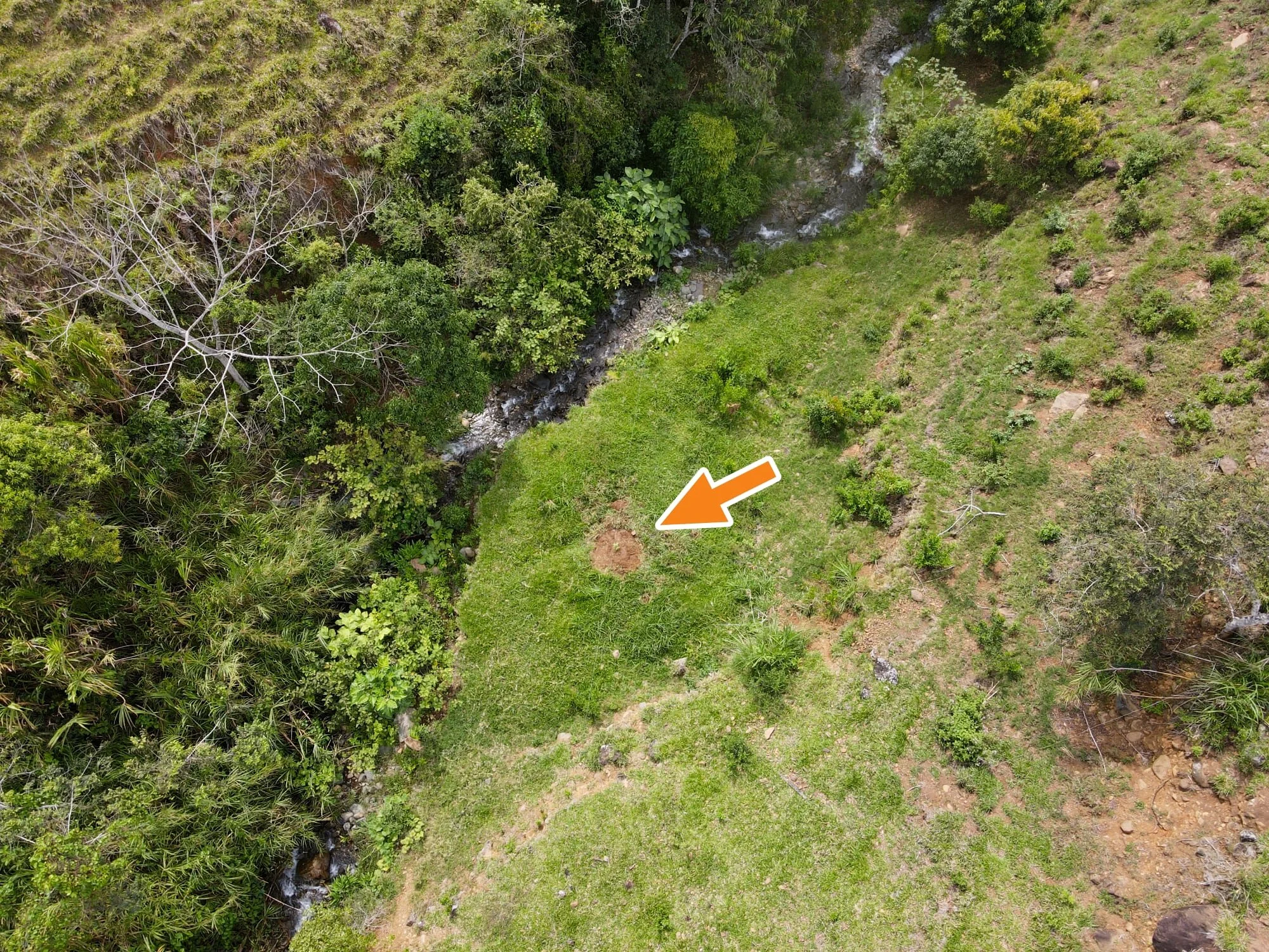 Dendrocalamus sinicus - ID#00001