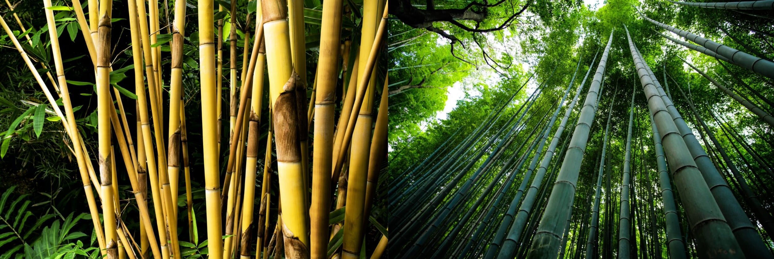 What are the Different Types of Bamboo?