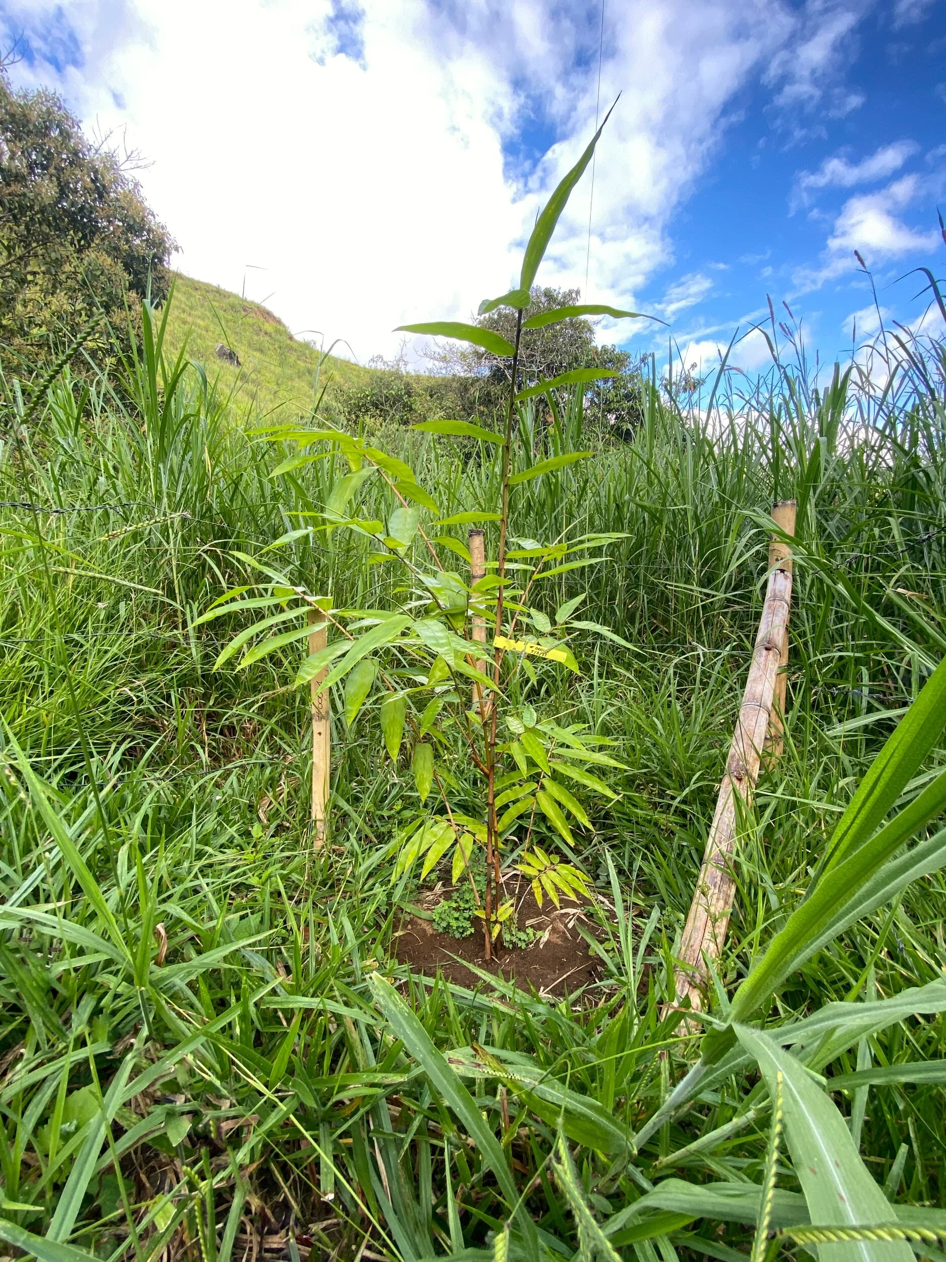 Dendrocalamus sinicus - ID#00001