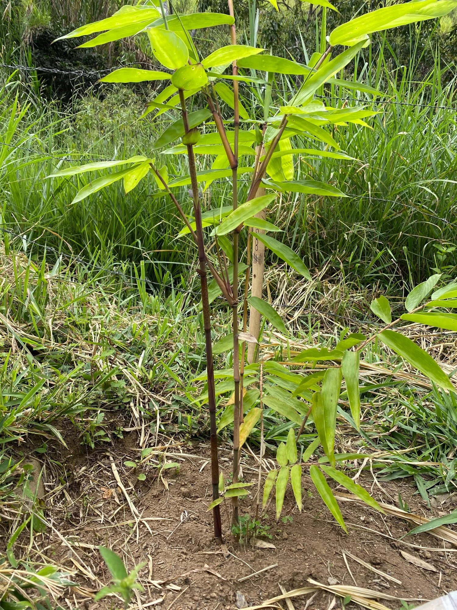 Dendrocalamus sinicus - ID#00001