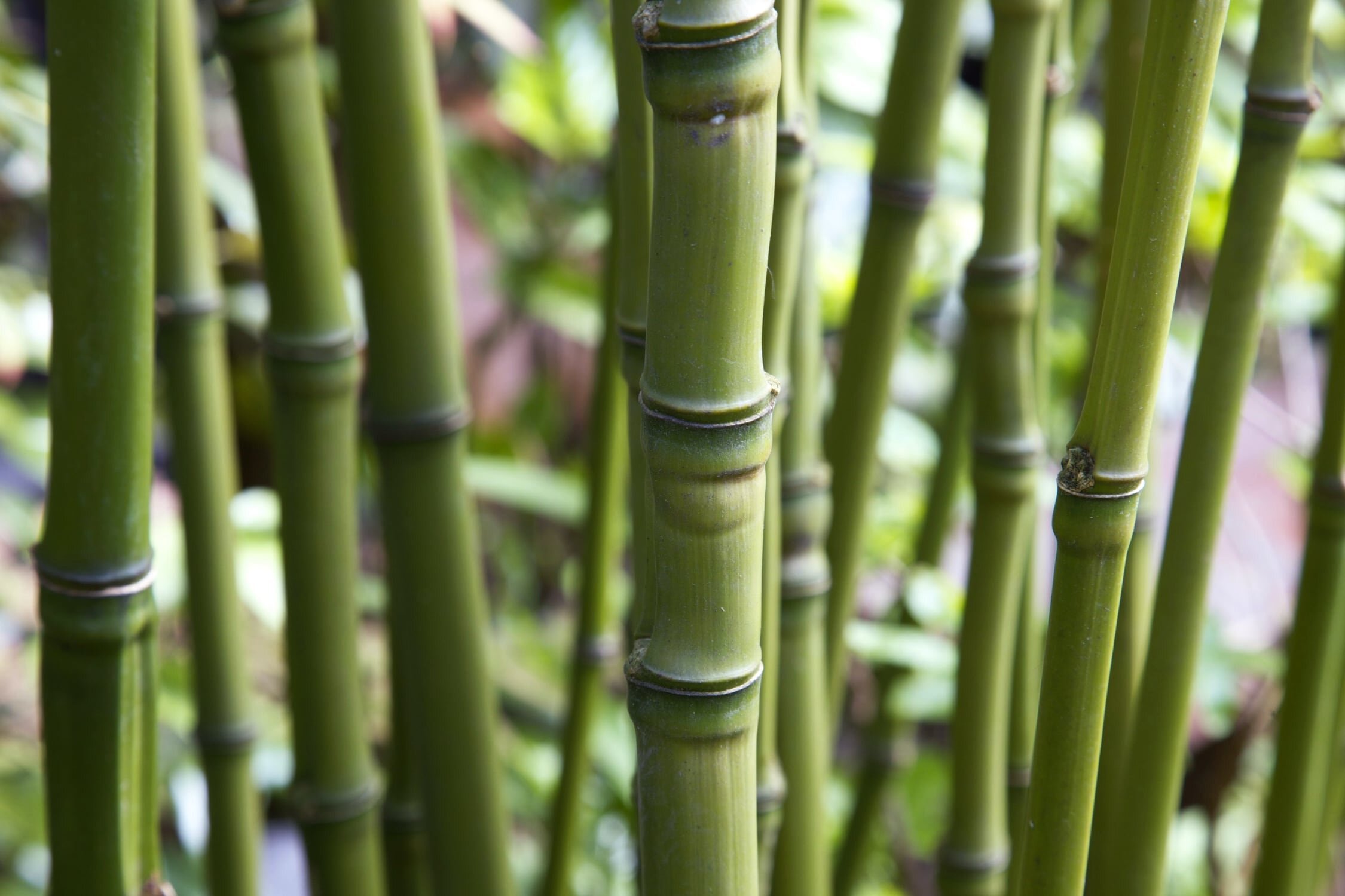 Phyllostachys aurea -Golden bamboo