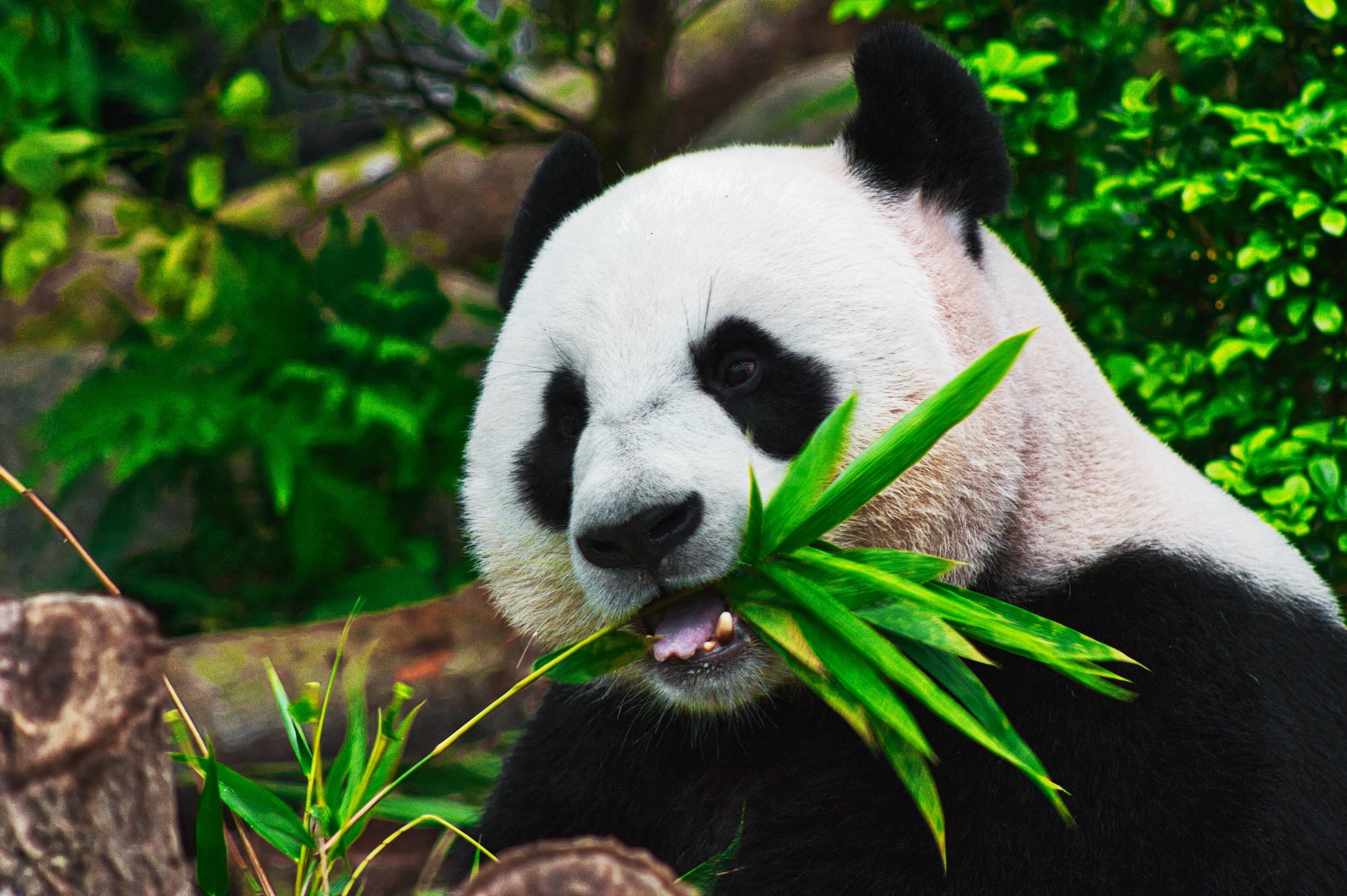 Bamboo Forests Create a Habitat for Fauna and Flora