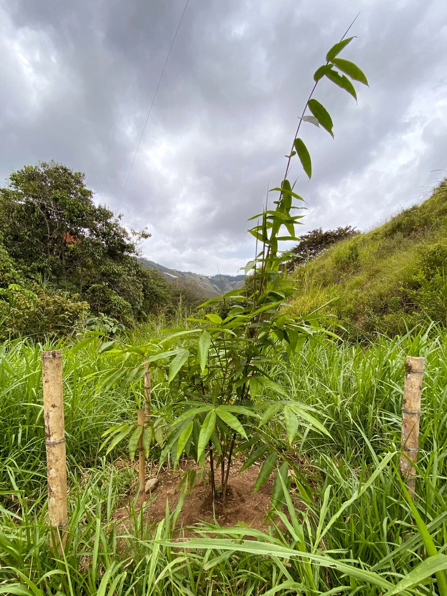 Dendrocalamus sinicus - ID#00001