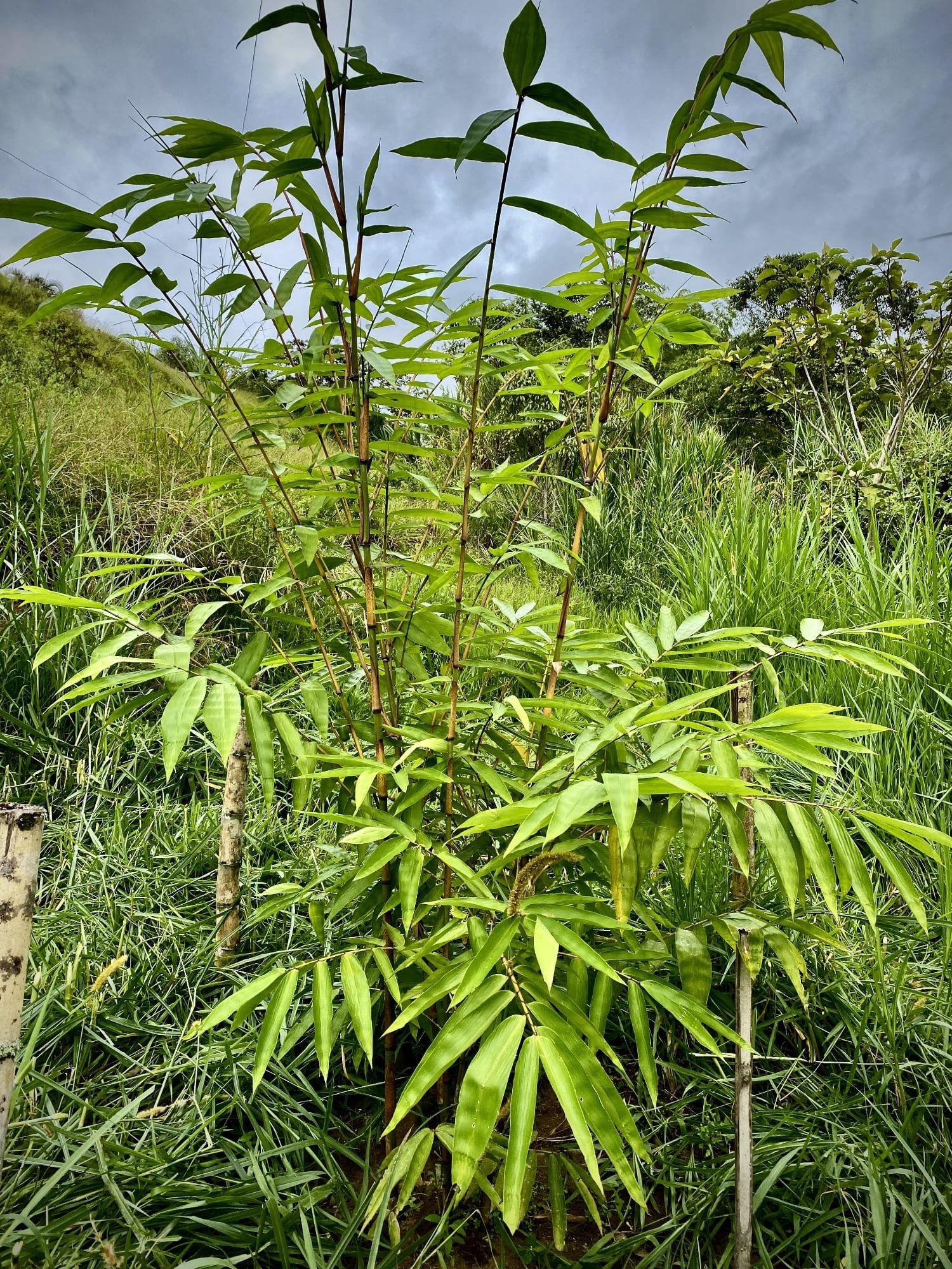 Dendrocalamus sinicus - ID#00001