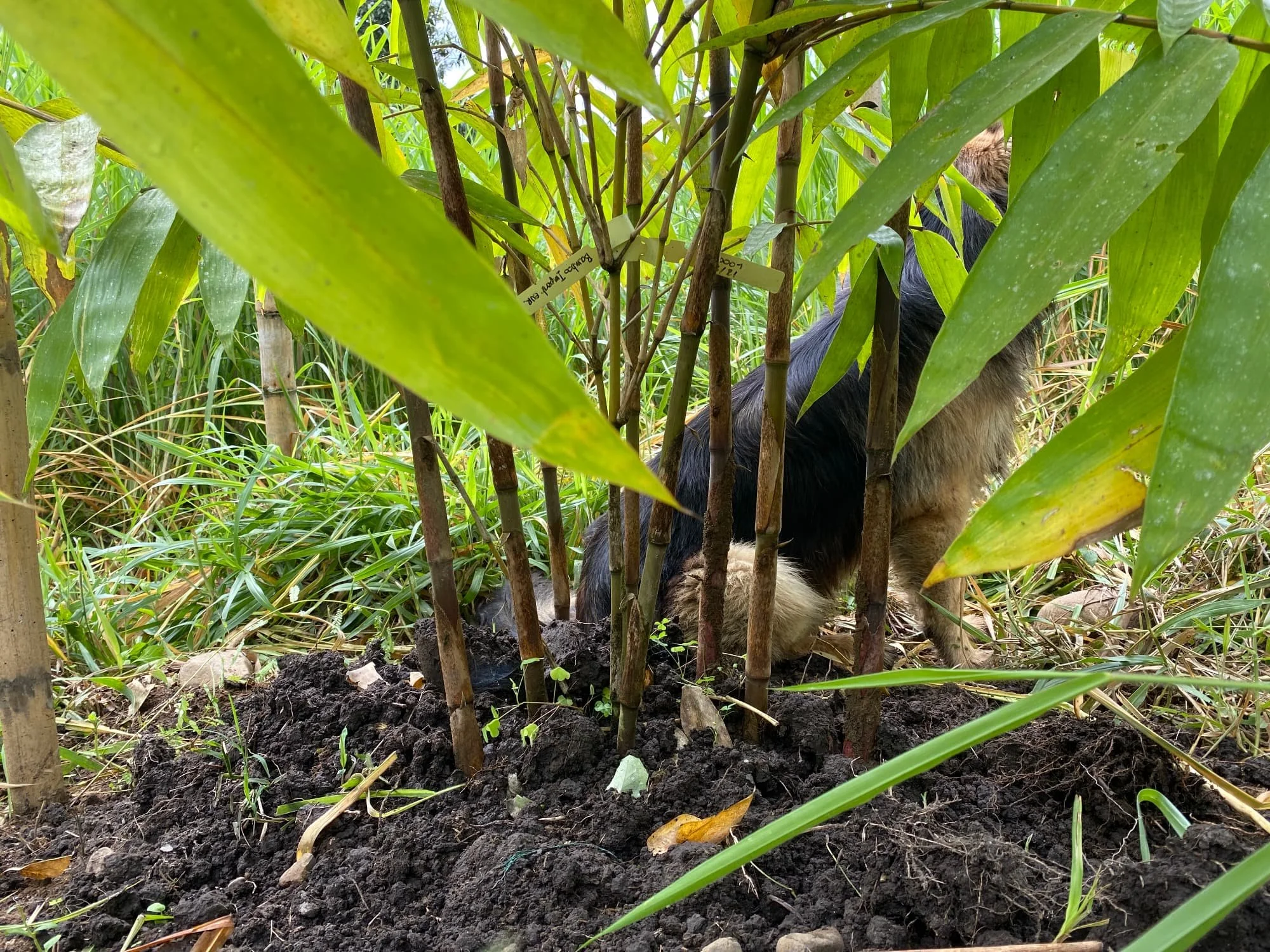 Dendrocalamus sinicus - ID#00001