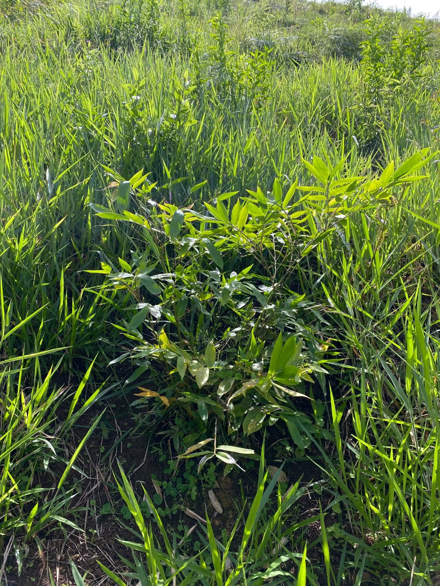 Guadua angustifolia Guadua Bamboo