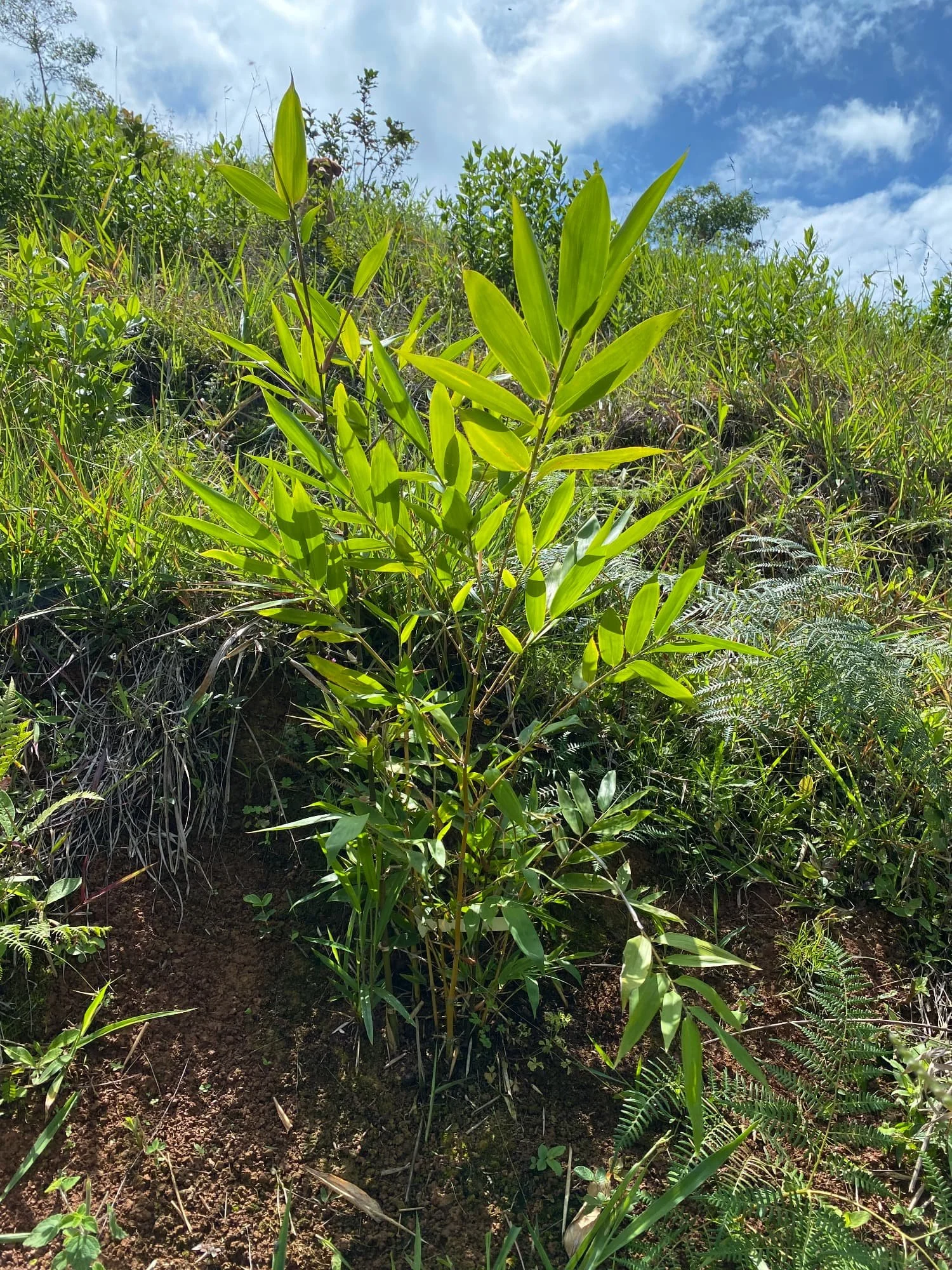Guadua angustifolia Guadua Bamboo