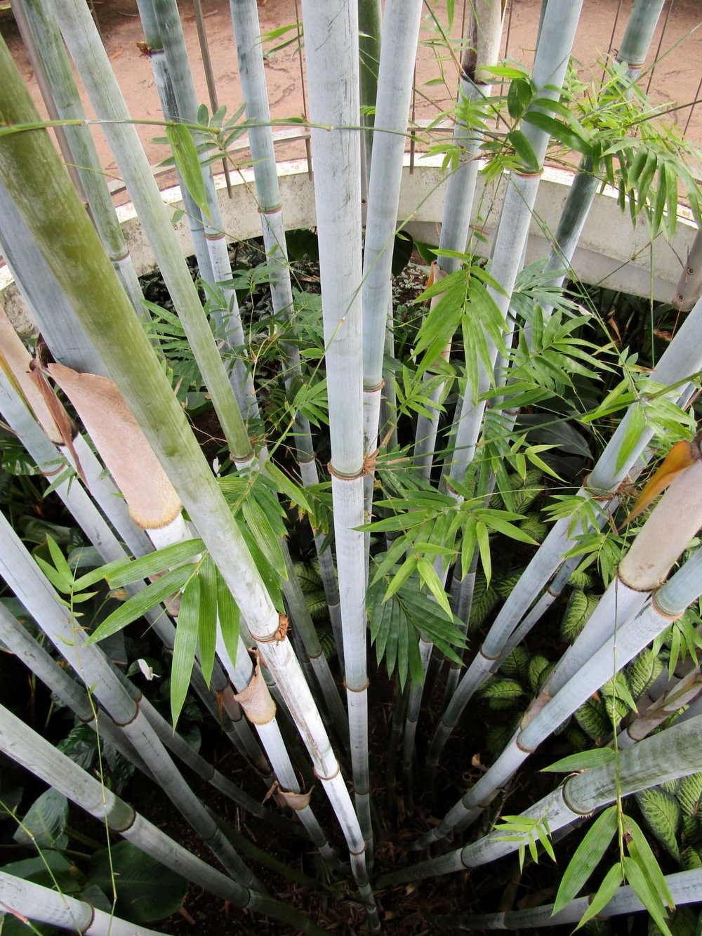 Bambusa chungii - Tropical Blue Bamboo