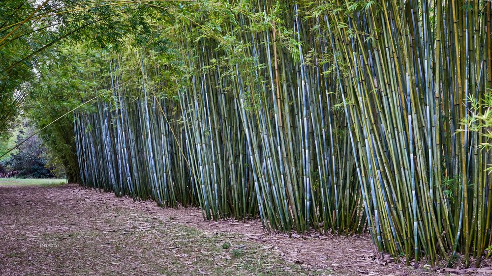 Bambusa chungii - Tropical Blue Bamboo