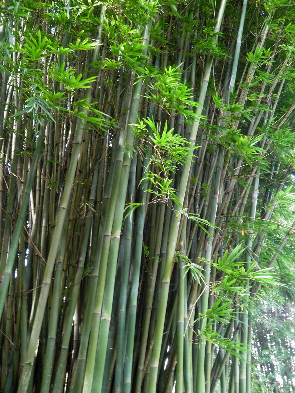 Bambusa textilis - Weaver's Bamboo