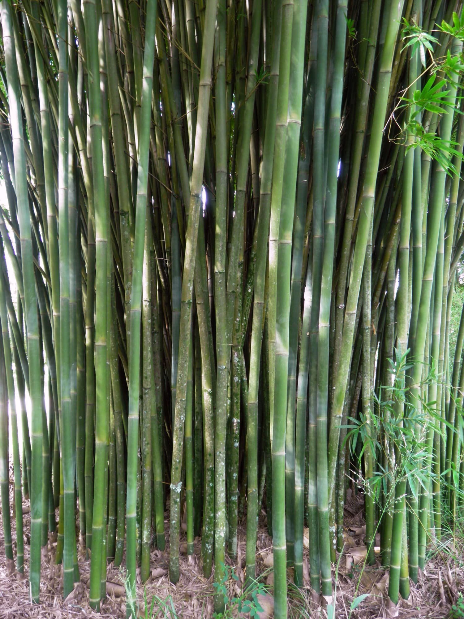 Bambusa textilis Weaver's Bamboo - BTE - Bamboo Sourcery Nursery & Gardens