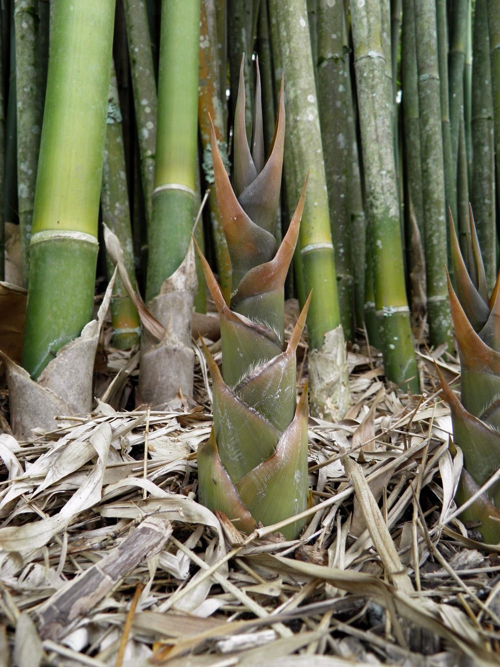Bambusa textilis - Weaver's Bamboo