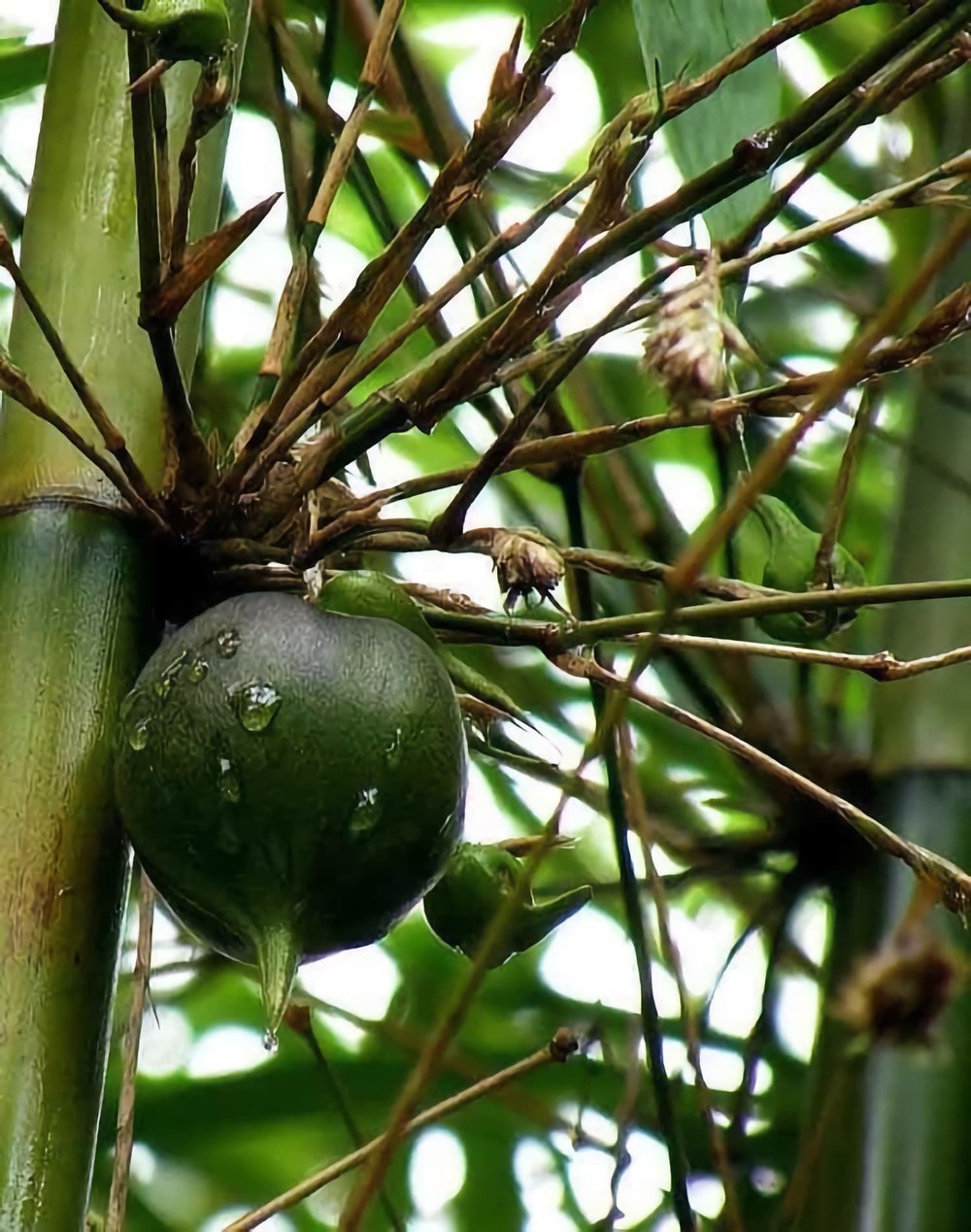Melocanna baccifera - Muli Bamboo