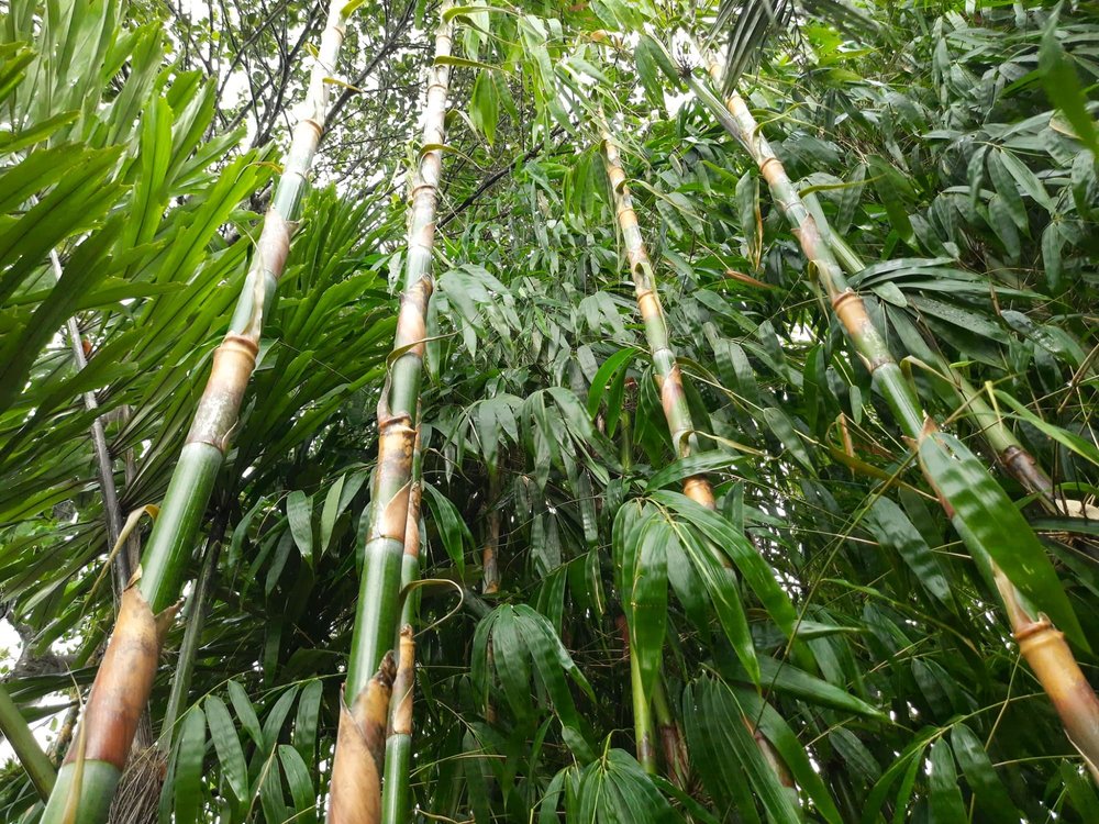 Melocanna baccifera - Muli Bamboo